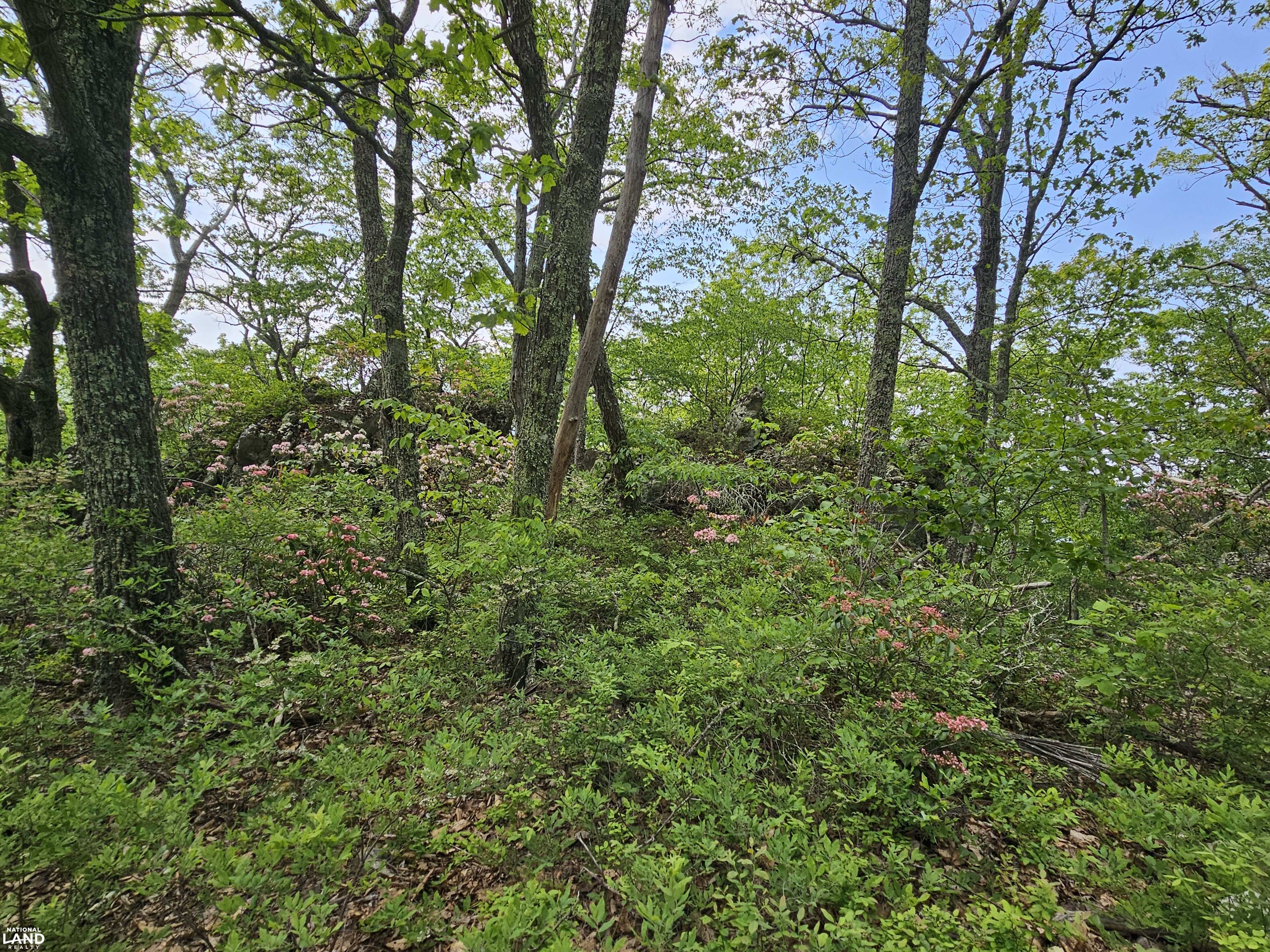 246 Acre Mountain Paradise in Highland County, VA (18 of 37)