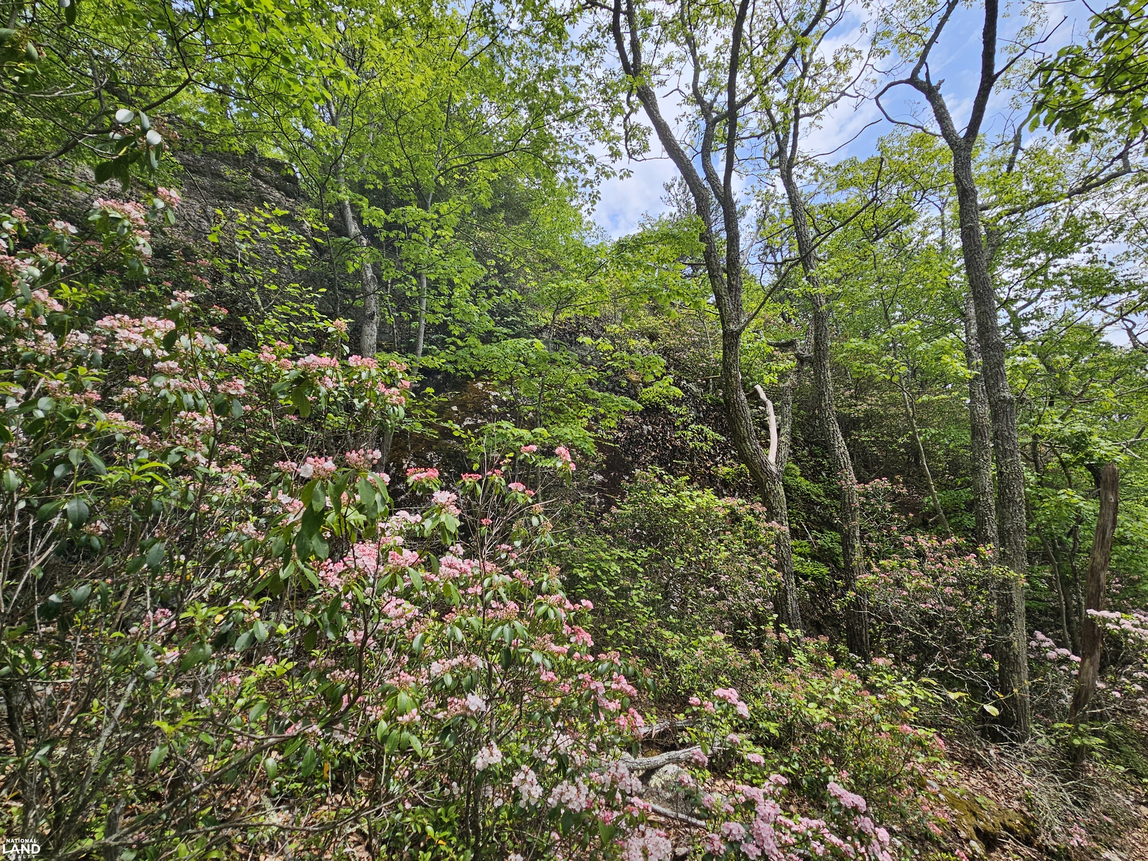 246 Acre Mountain Paradise in Highland County, VA (19 of 37)