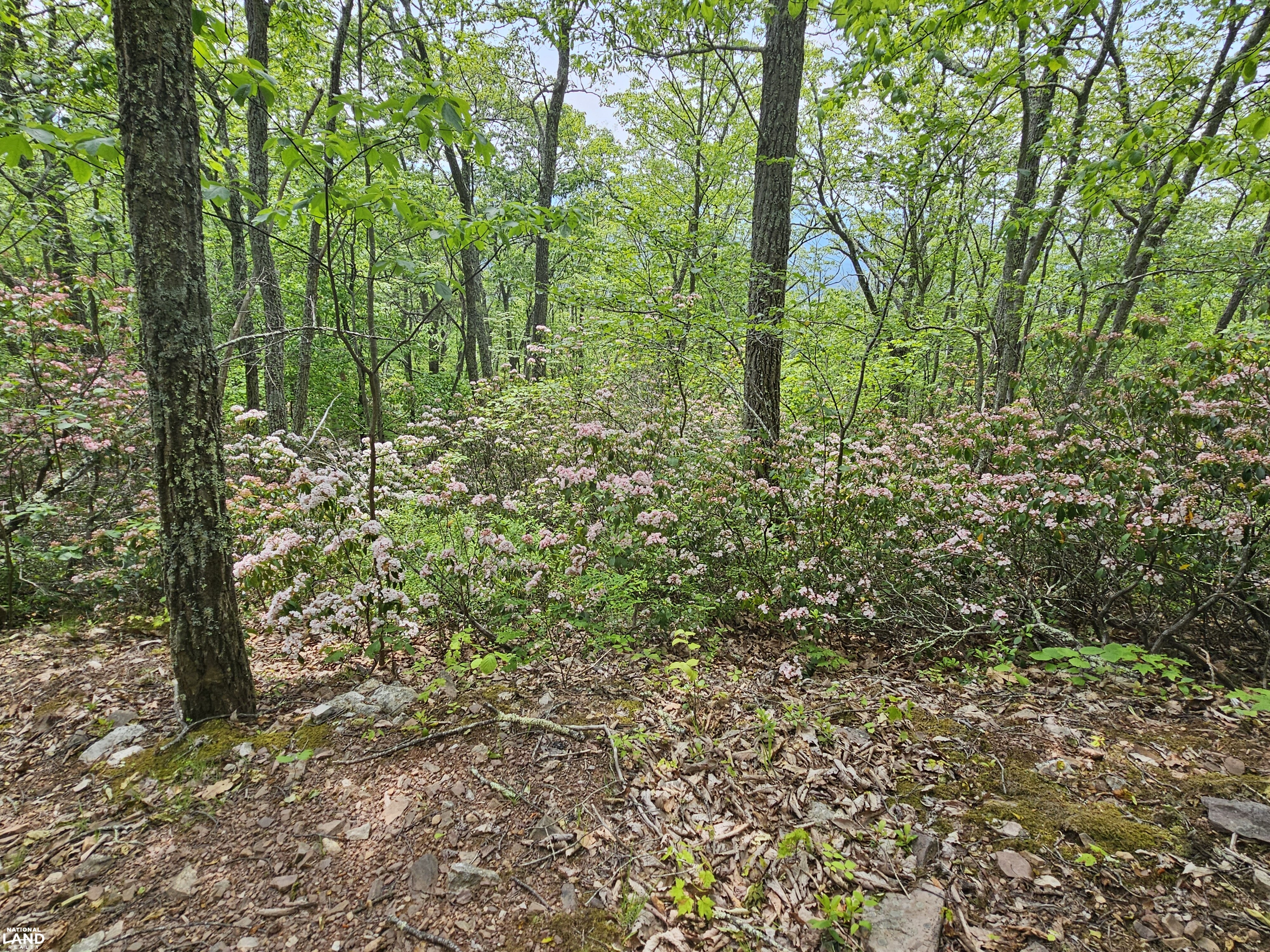 246 Acre Mountain Paradise in Highland County, VA (20 of 37)