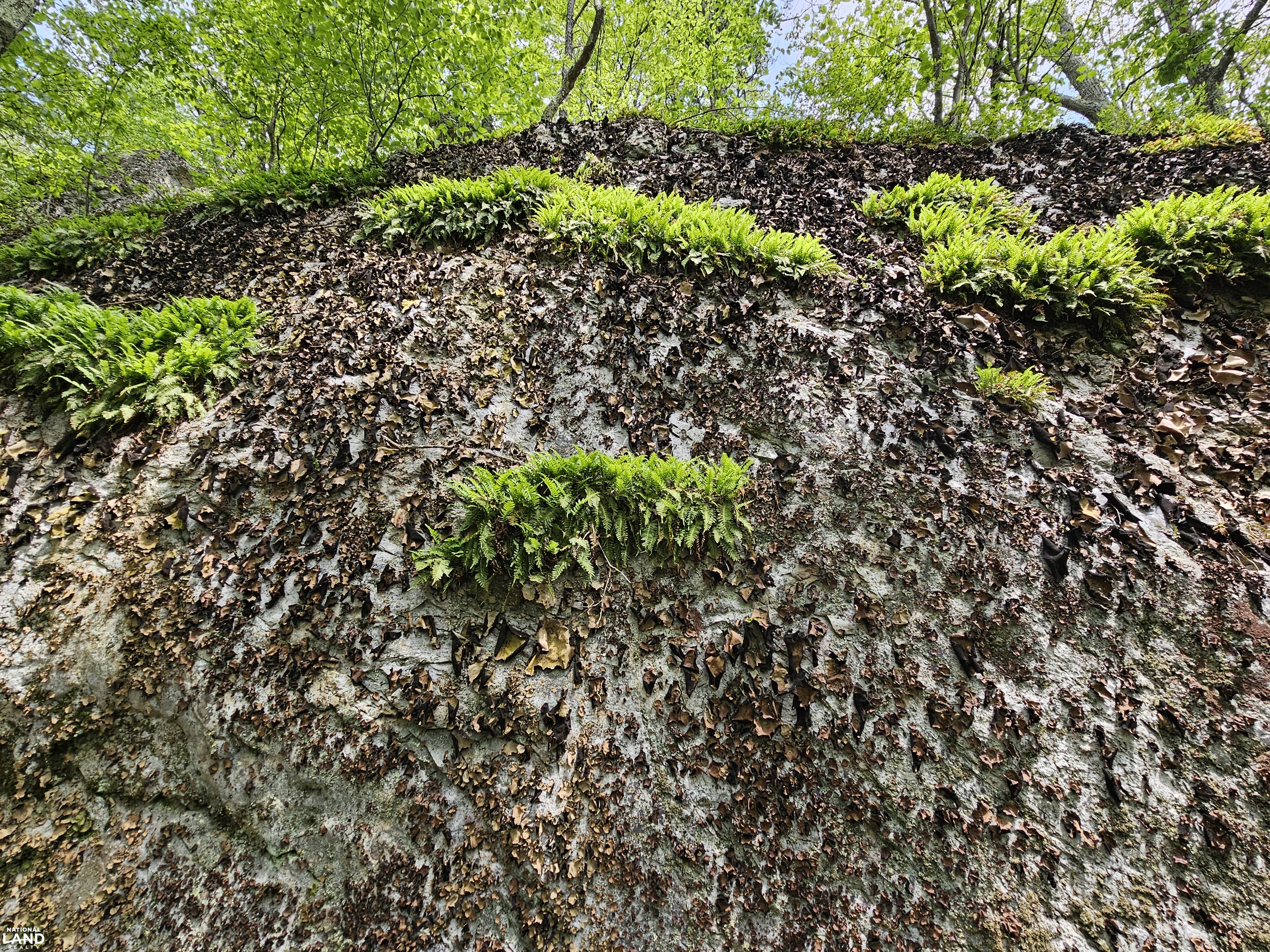 246 Acre Mountain Paradise in Highland County, VA (22 of 37)