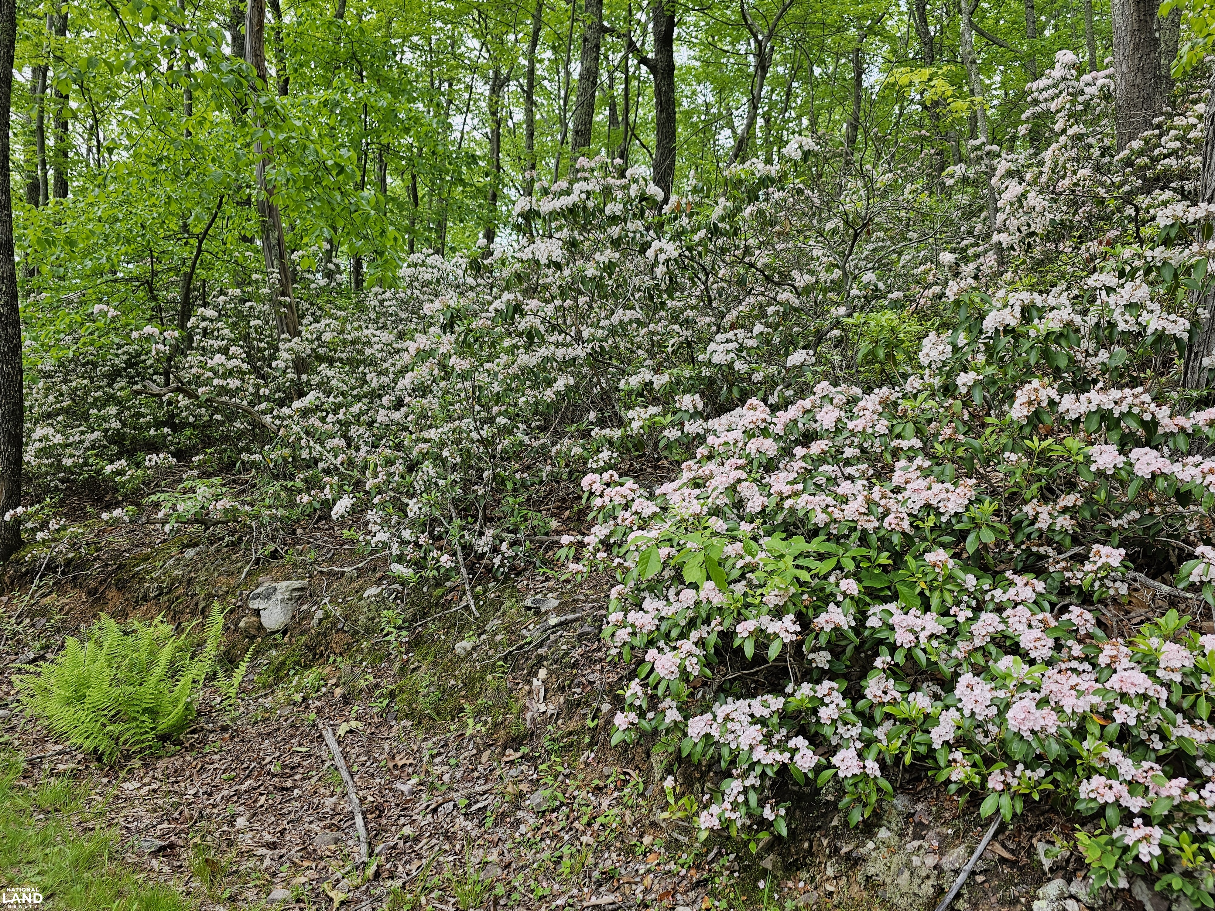 246 Acre Mountain Paradise in Highland County, VA (24 of 37)