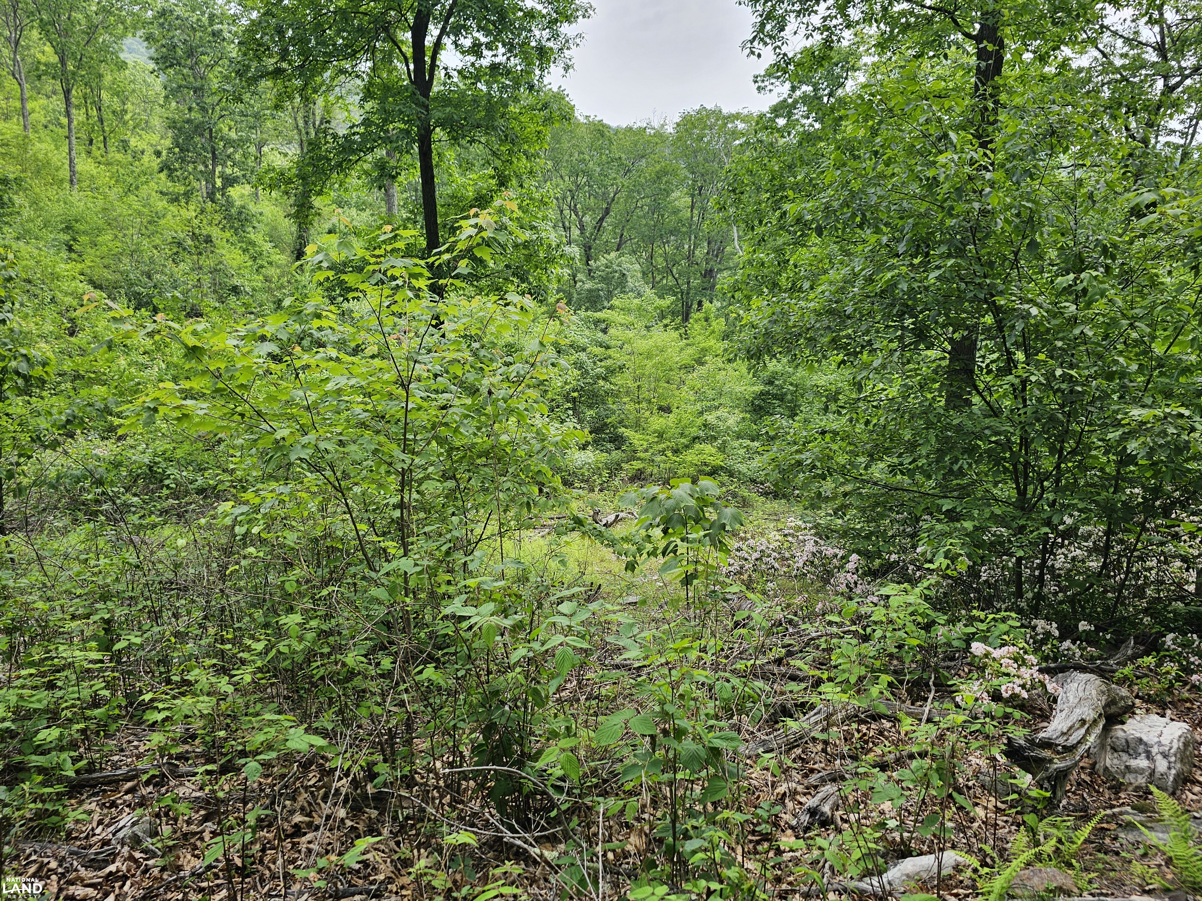 246 Acre Mountain Paradise in Highland County, VA (25 of 37)