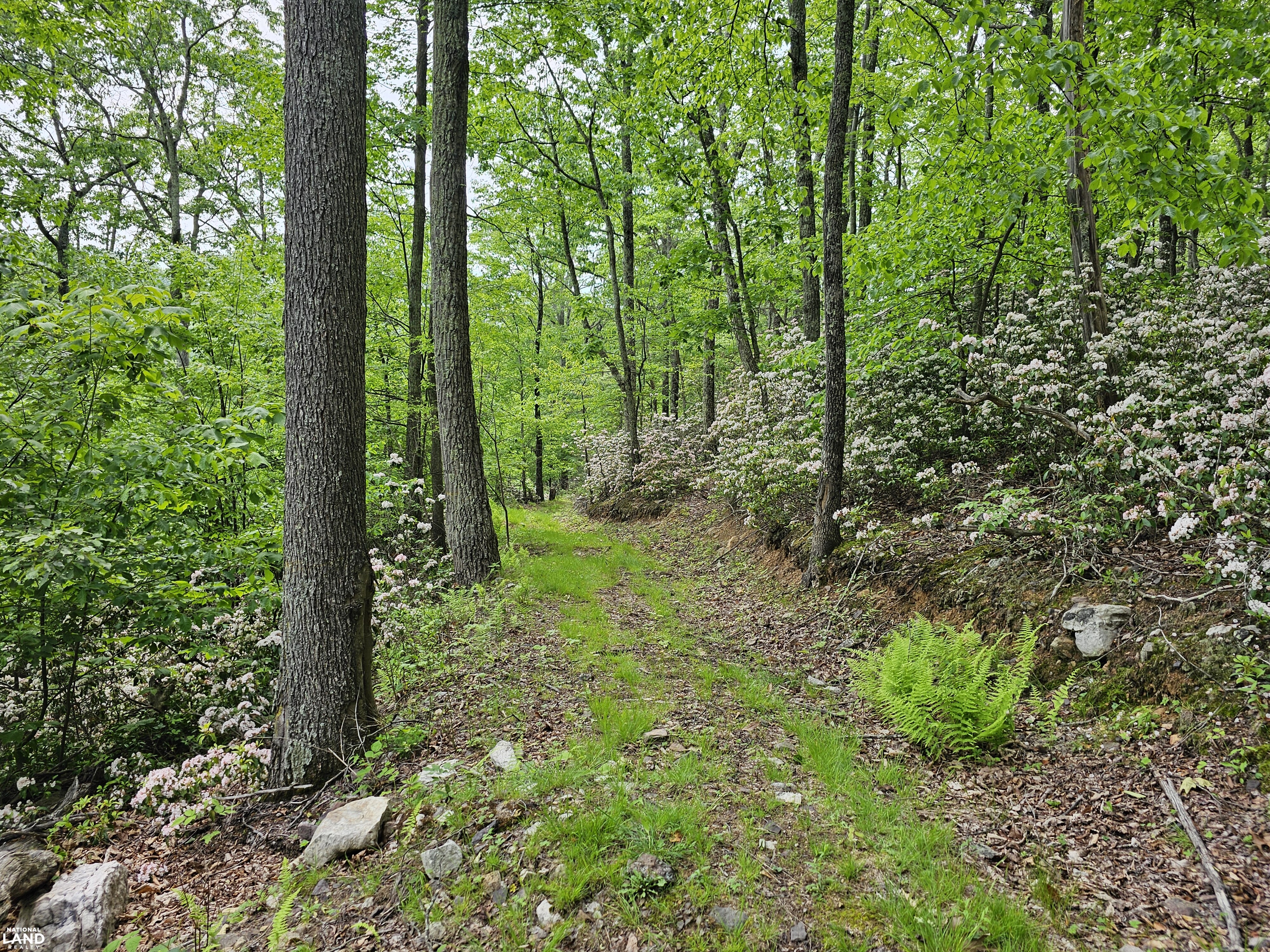 246 Acre Mountain Paradise in Highland County, VA (26 of 37)