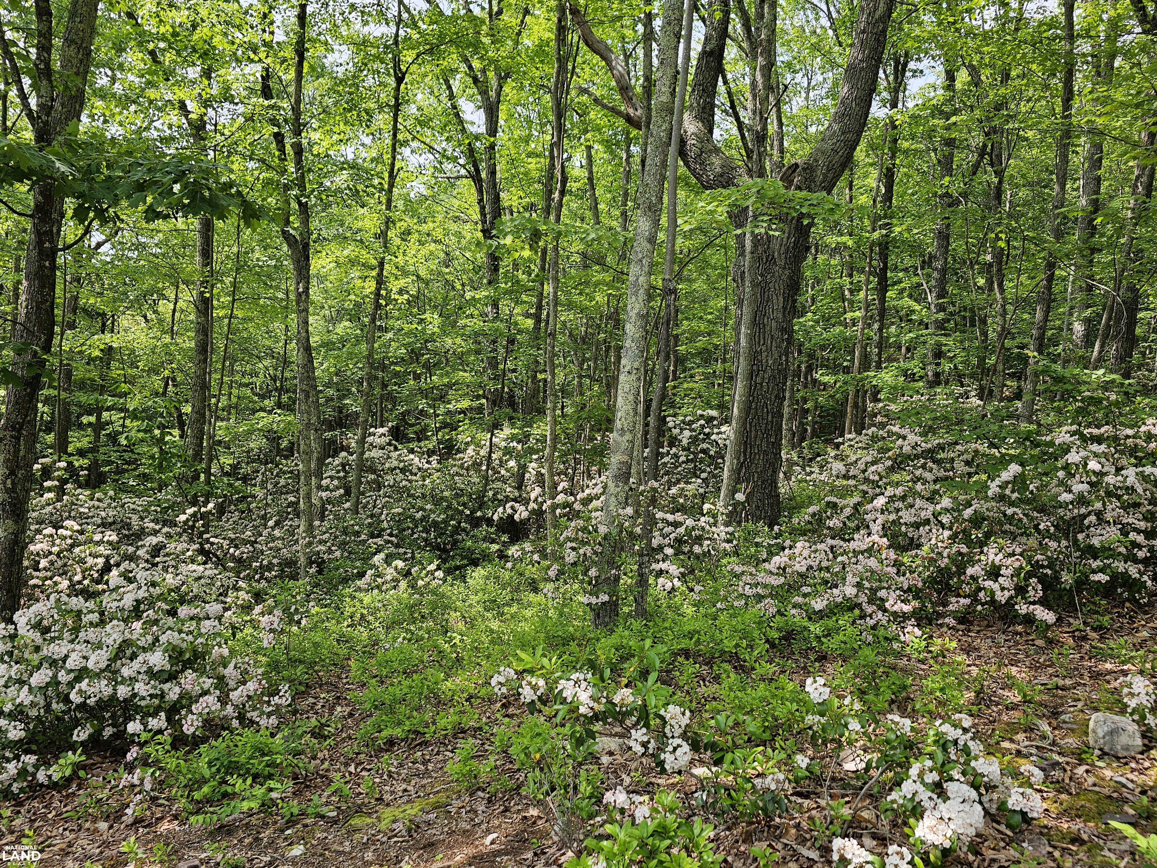246 Acre Mountain Paradise in Highland County, VA (27 of 37)