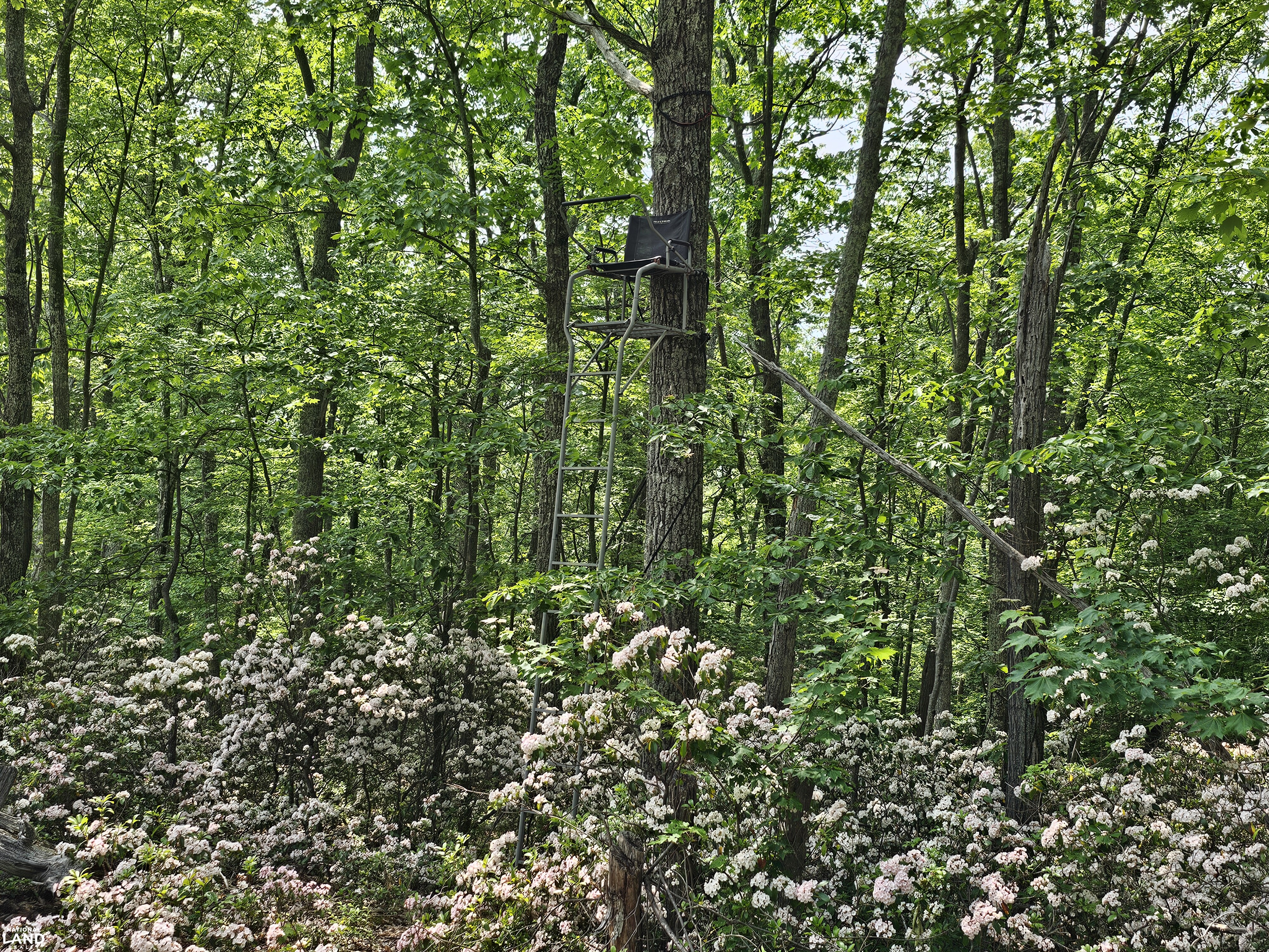 246 Acre Mountain Paradise in Highland County, VA (28 of 37)