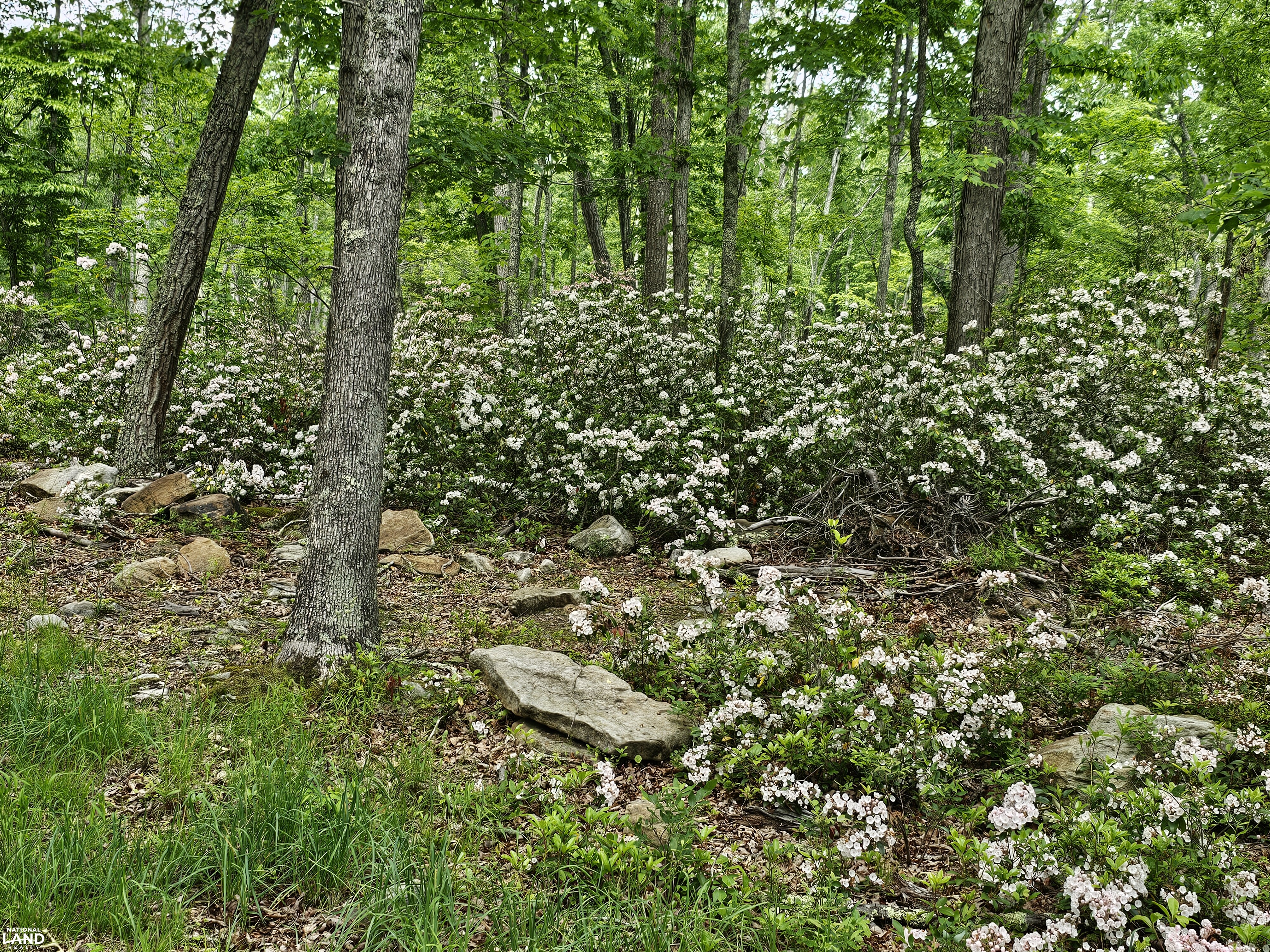 246 Acre Mountain Paradise in Highland County, VA (29 of 37)