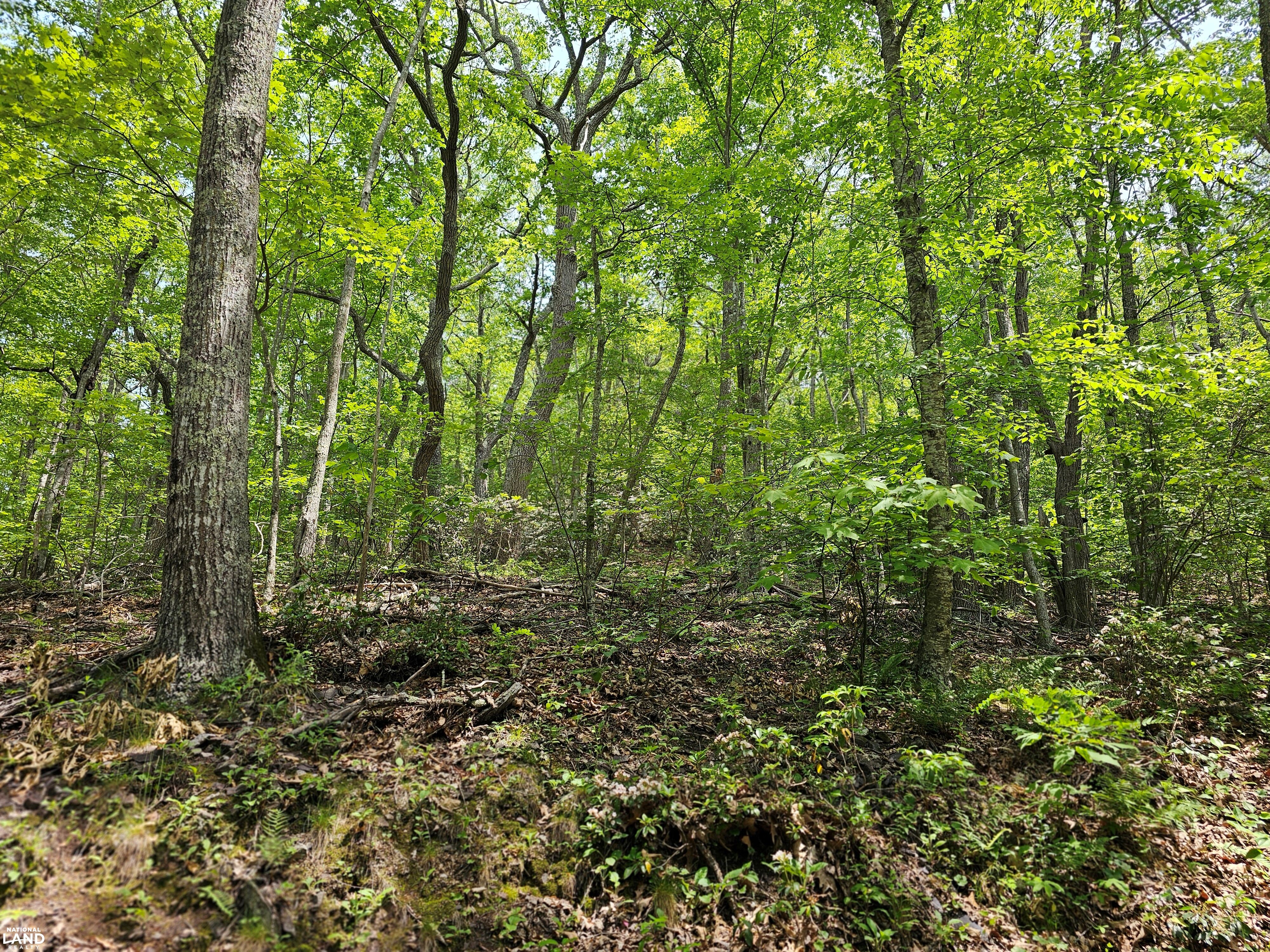 246 Acre Mountain Paradise in Highland County, VA (31 of 37)