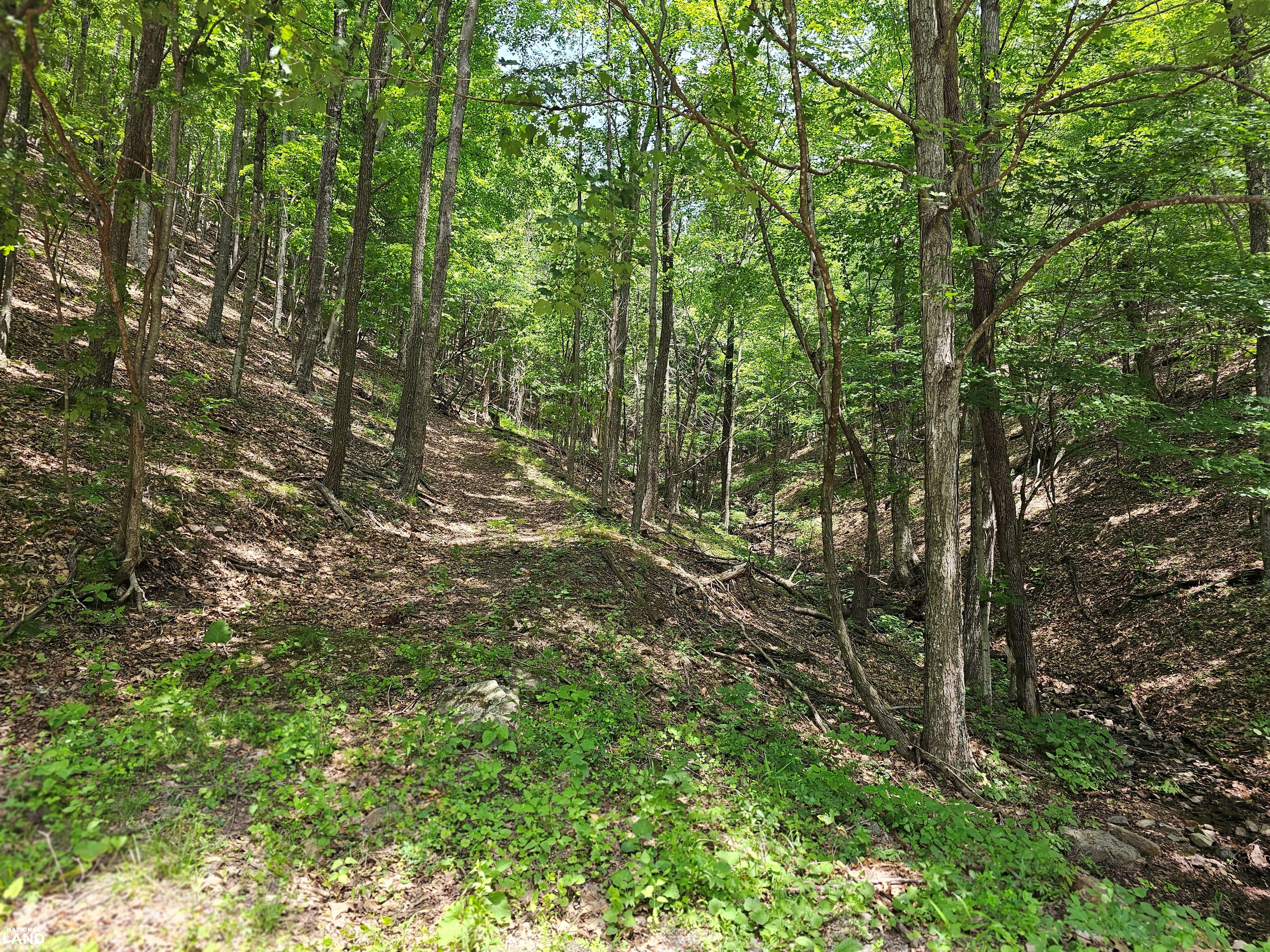 246 Acre Mountain Paradise in Highland County, VA (32 of 37)