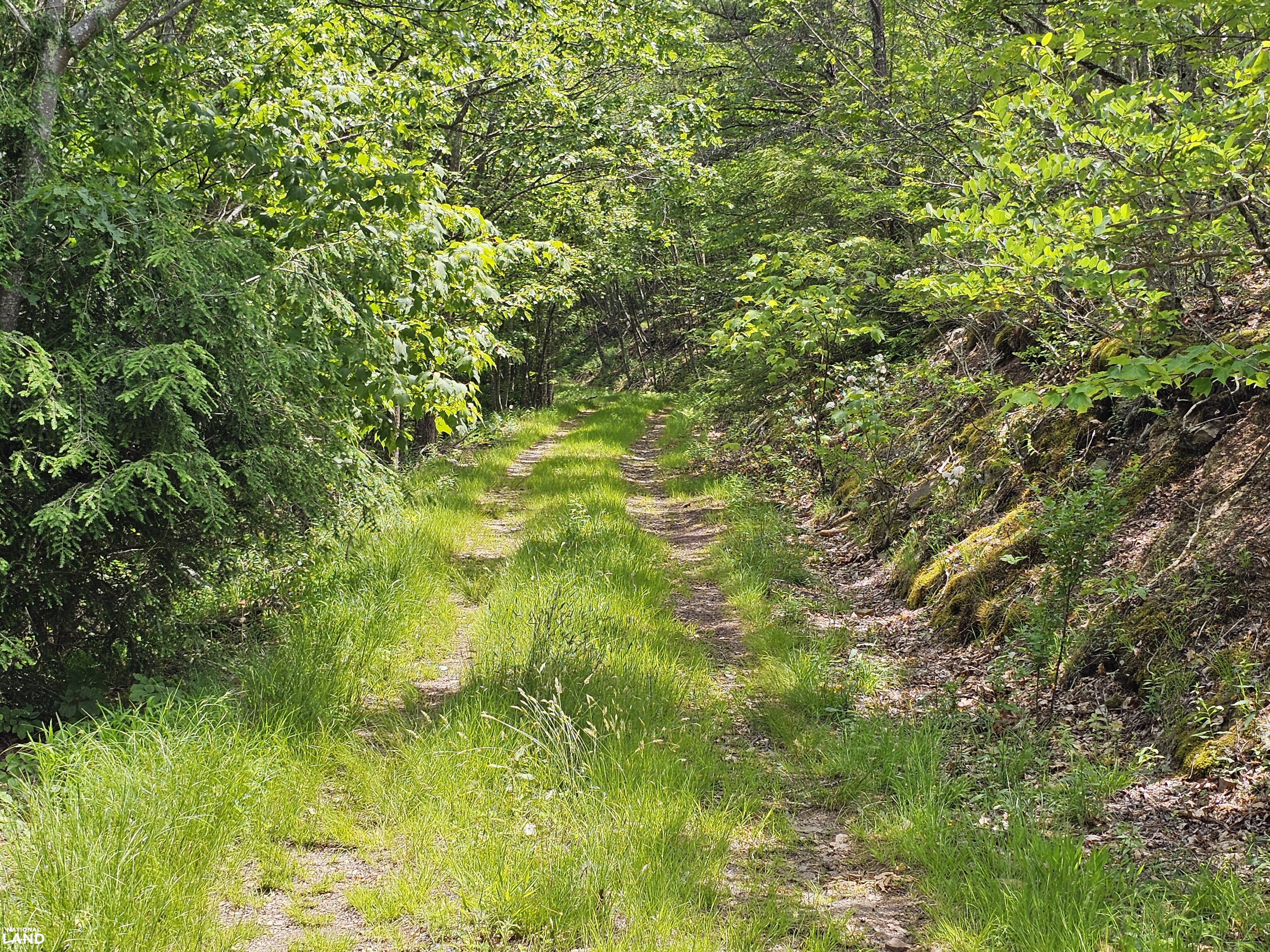 246 Acre Mountain Paradise in Highland County, VA (34 of 37)