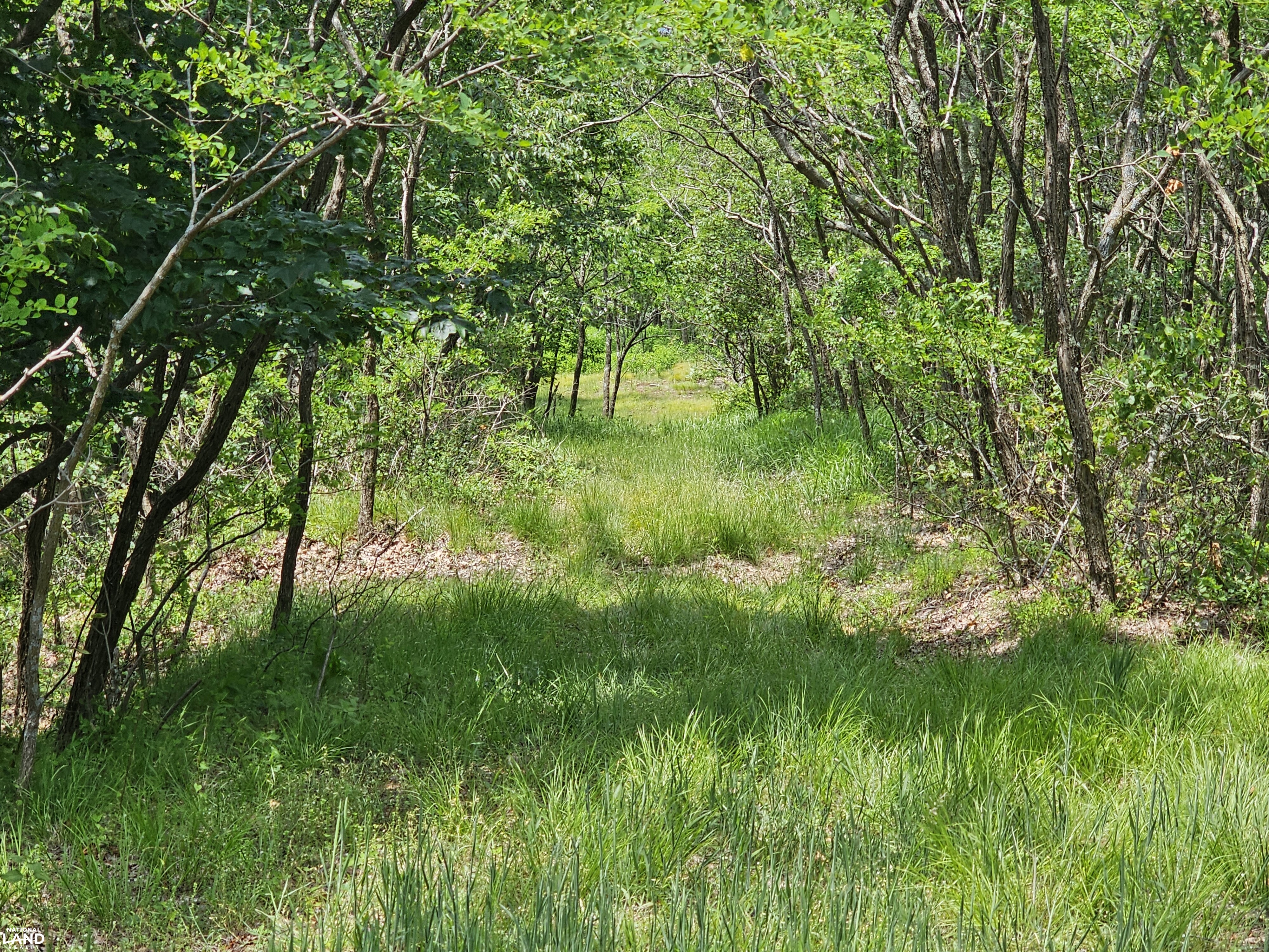 246 Acre Mountain Paradise in Highland County, VA (35 of 37)