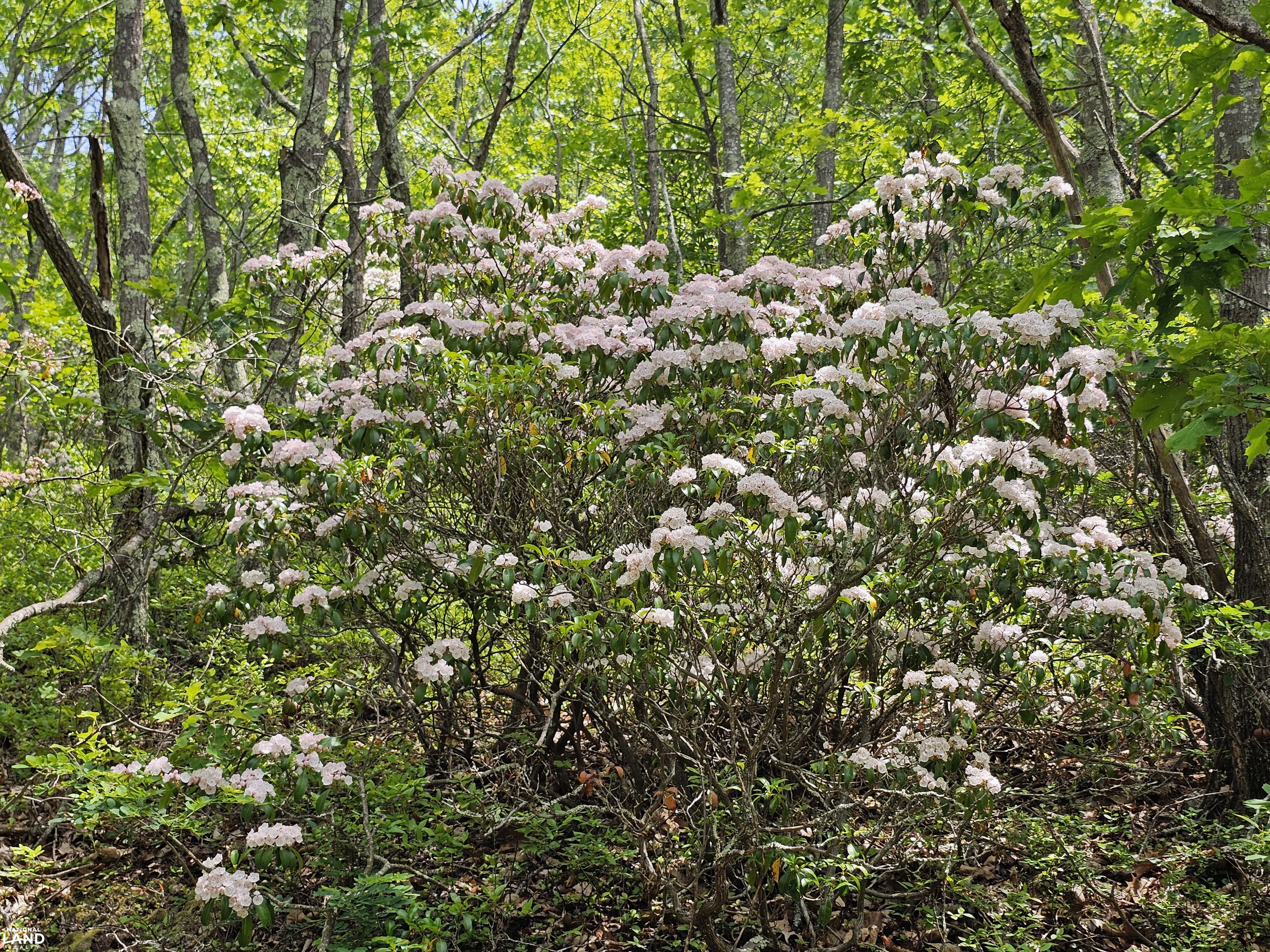 246 Acre Mountain Paradise in Highland County, VA (36 of 37)