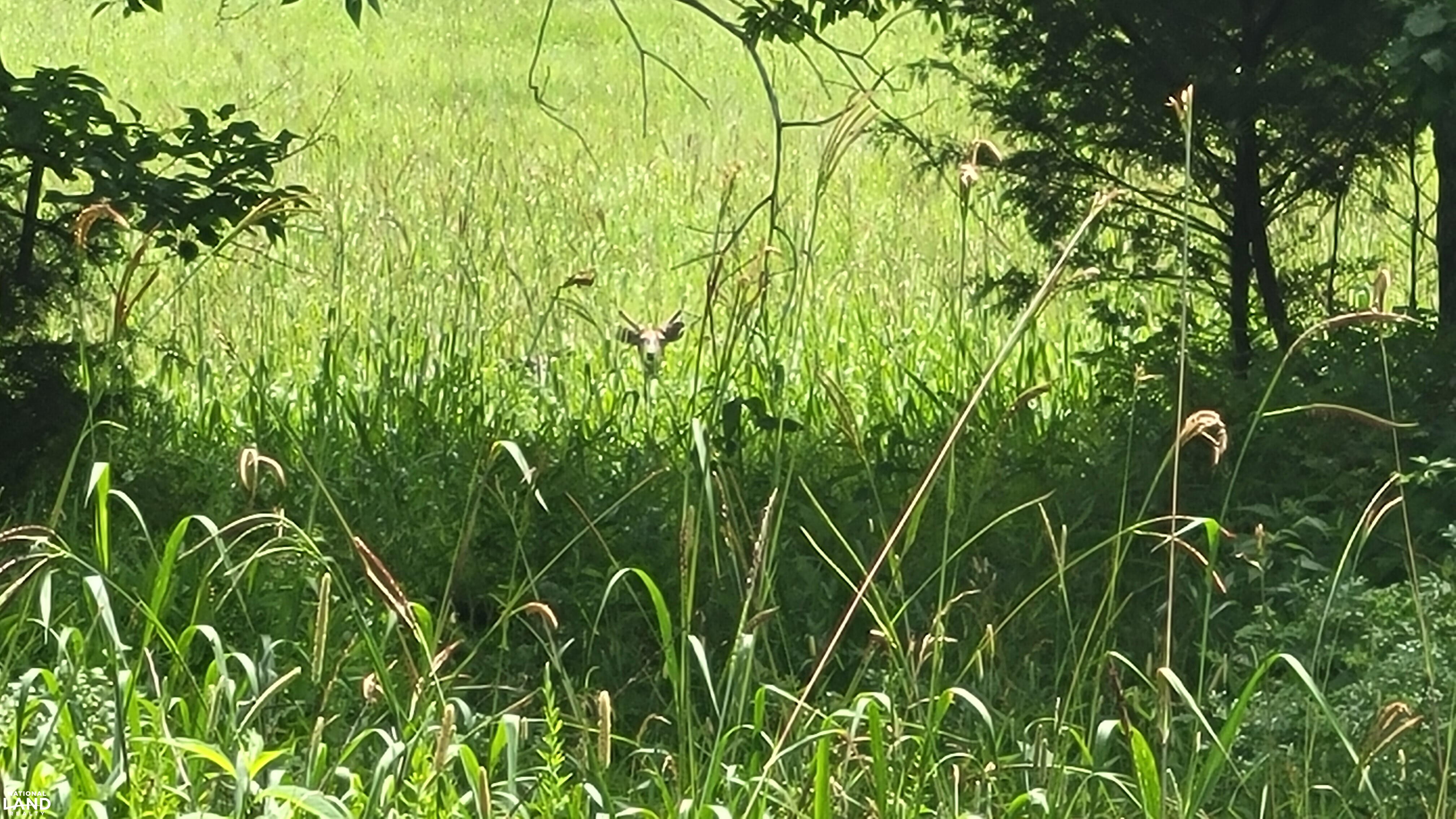 Vacant Land at Truman Lake in Benton County, MO (14 of 21)