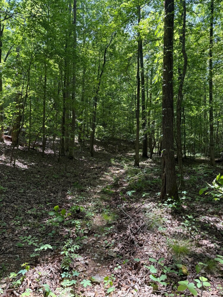 Land for Sale in Benton County, TN (11 of 22)