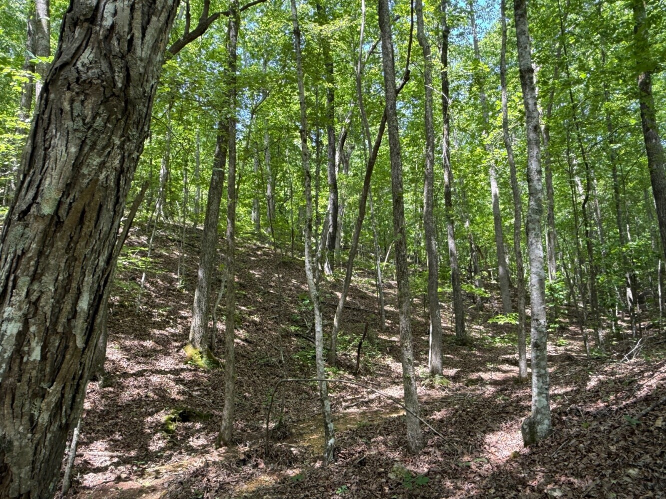 Land for Sale in Benton County, TN (12 of 22)