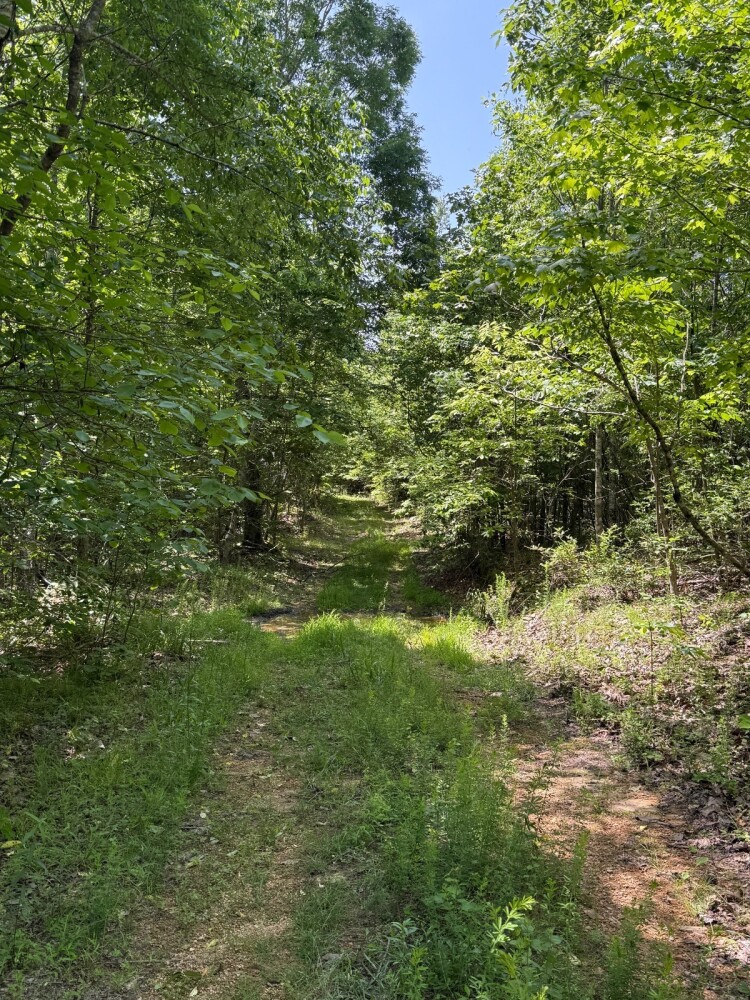 Land for Sale in Benton County, TN (13 of 22)