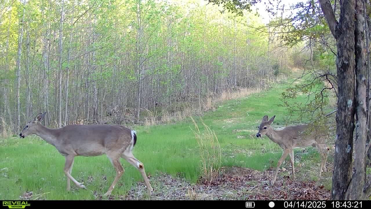 Land for Sale in Benton County, TN (15 of 22)