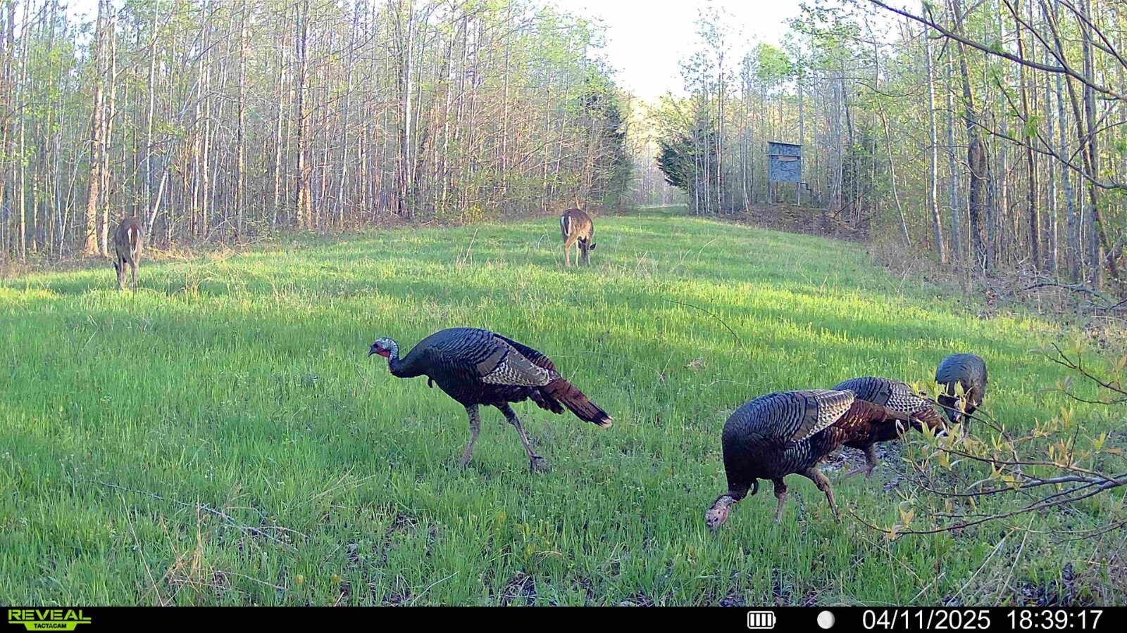 Land for Sale in Benton County, TN (16 of 22)
