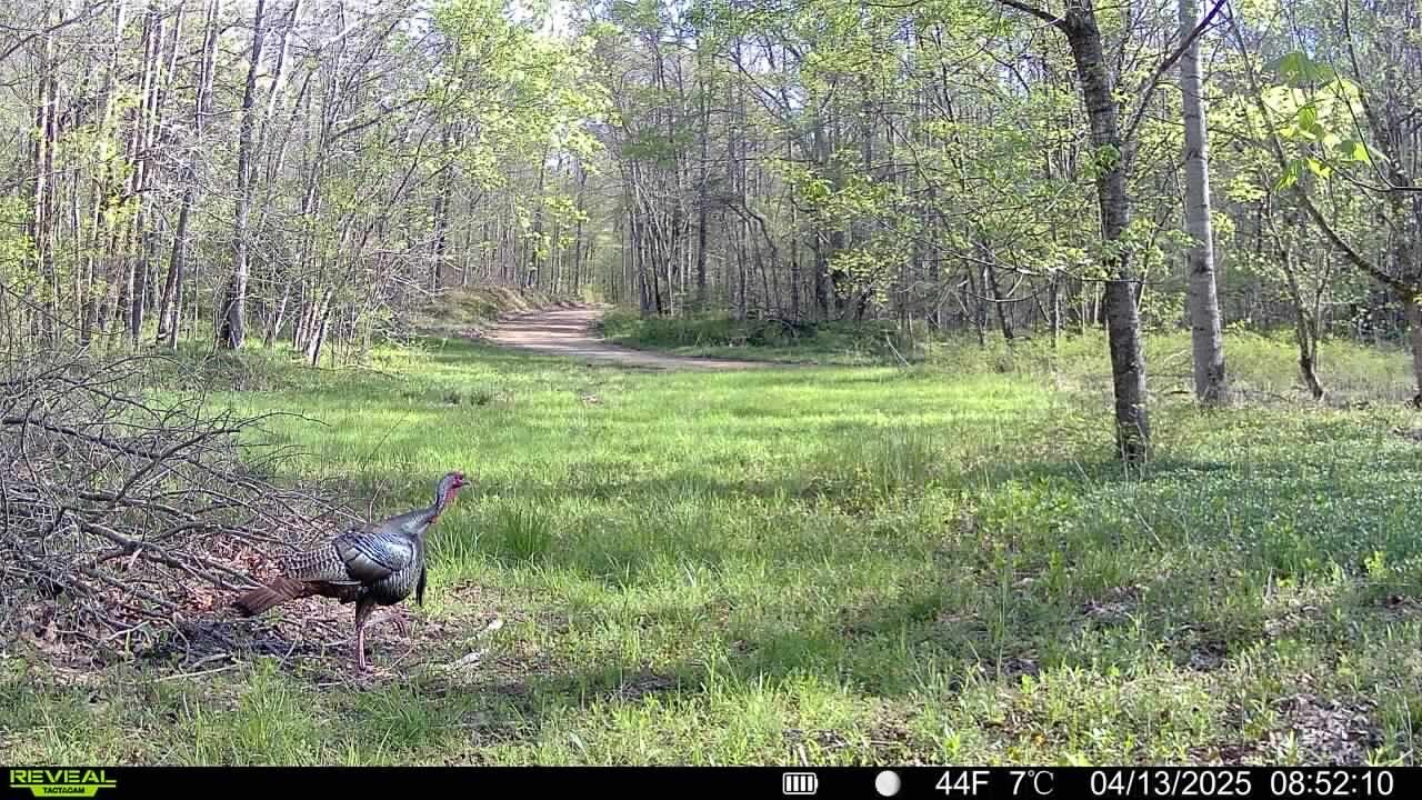 Land for Sale in Benton County, TN (17 of 22)