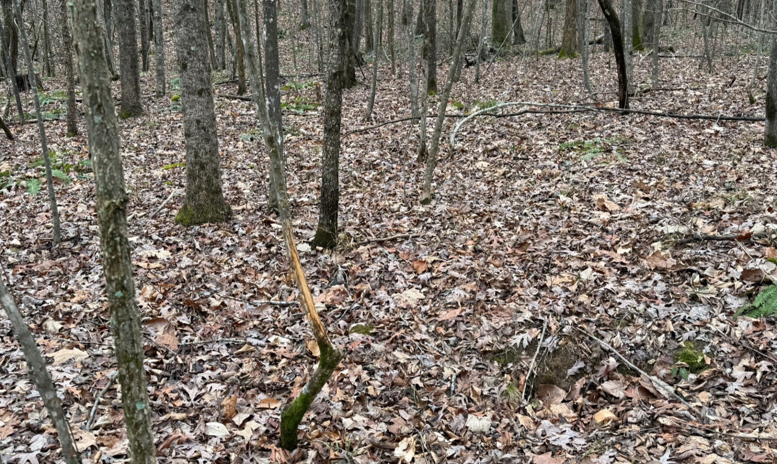 Land for Sale in Benton County, TN (19 of 22)
