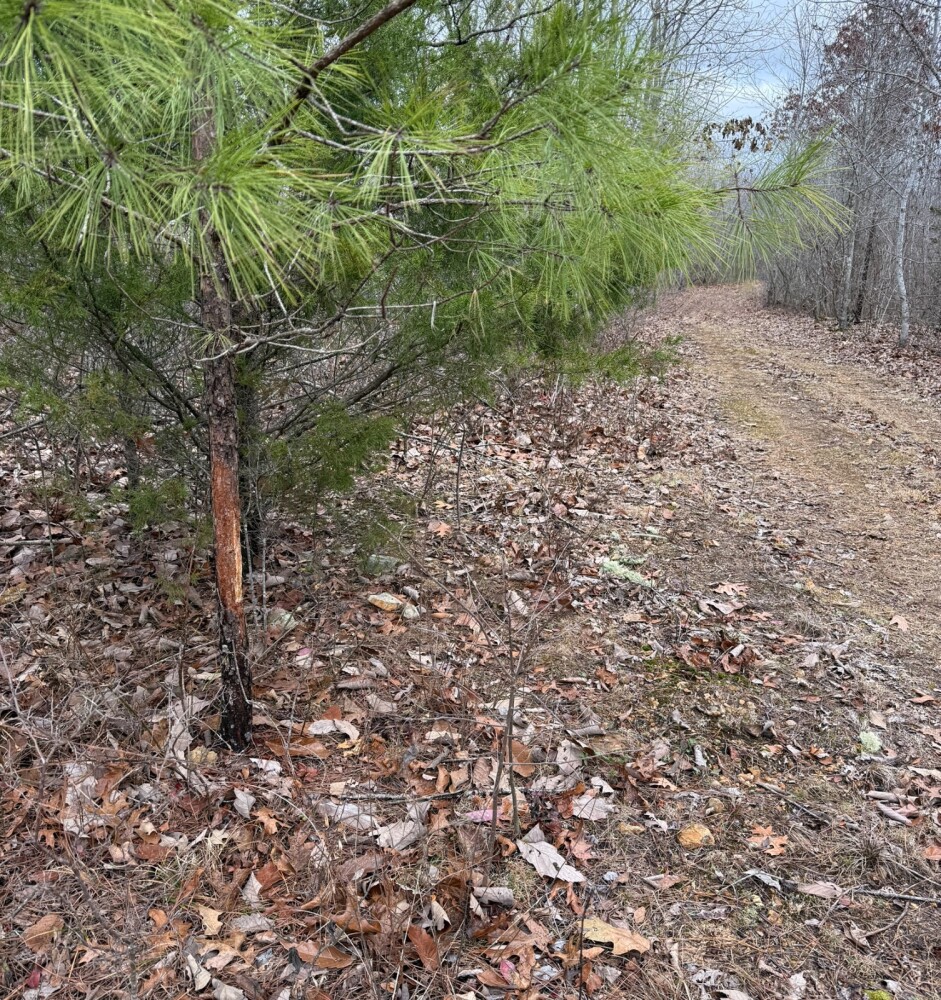 Land for Sale in Benton County, TN (20 of 22)