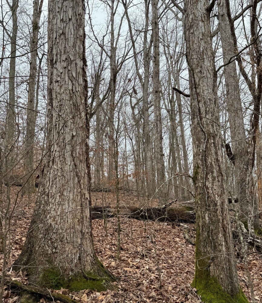 Land for Sale in Benton County, TN (21 of 22)