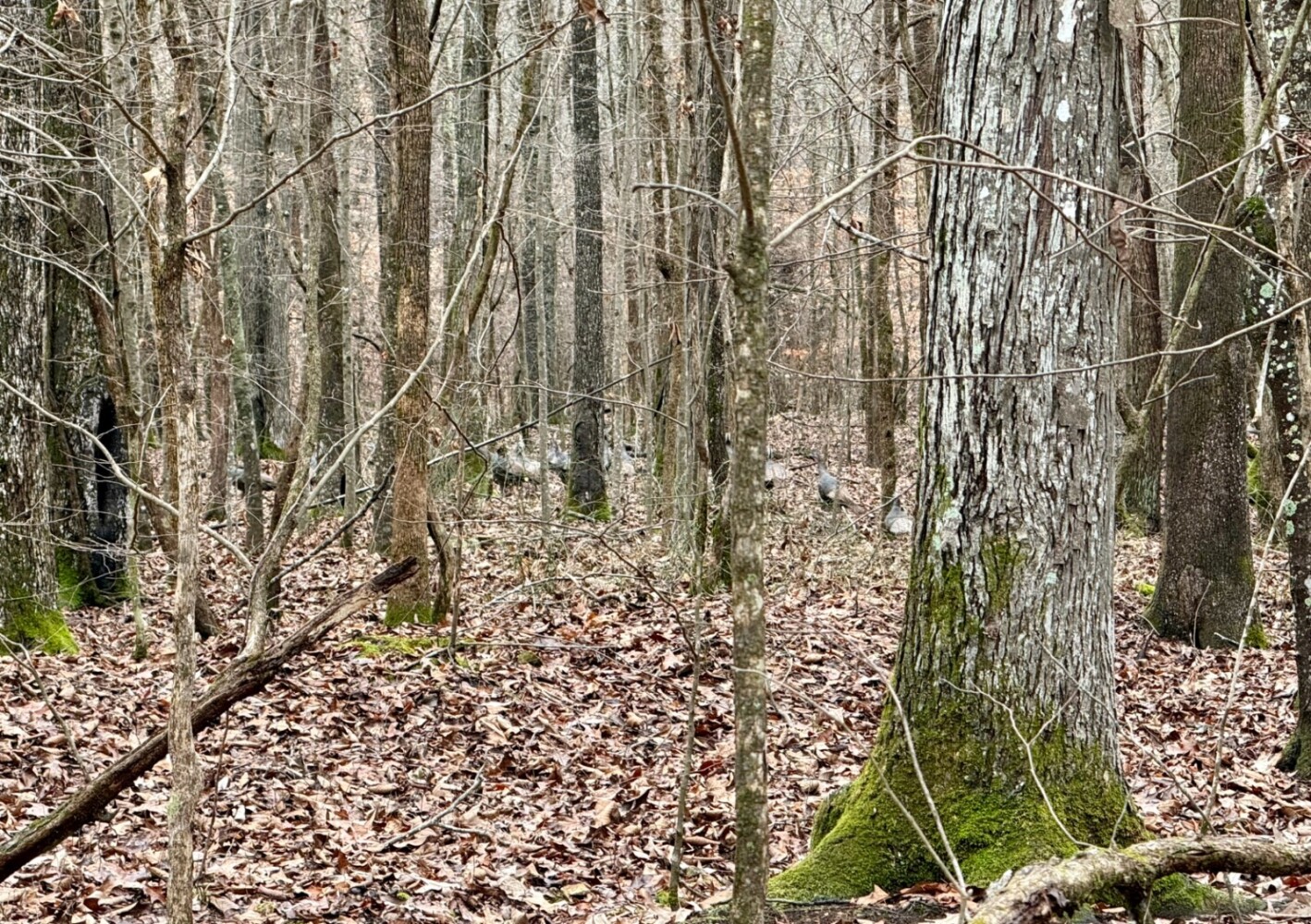 Land for Sale in Benton County, TN (22 of 22)