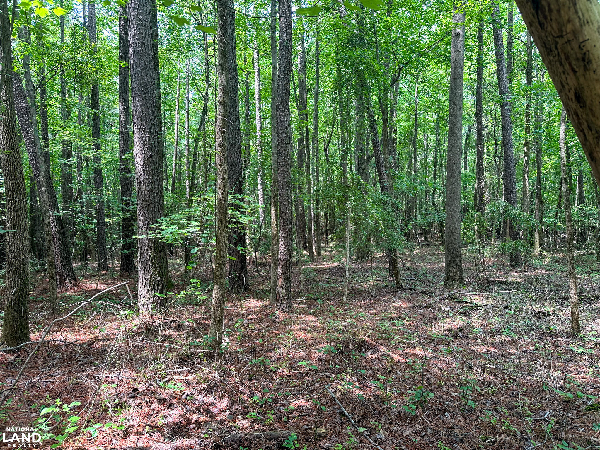 John Emerson Road in Chatham County, NC (9 of 26)