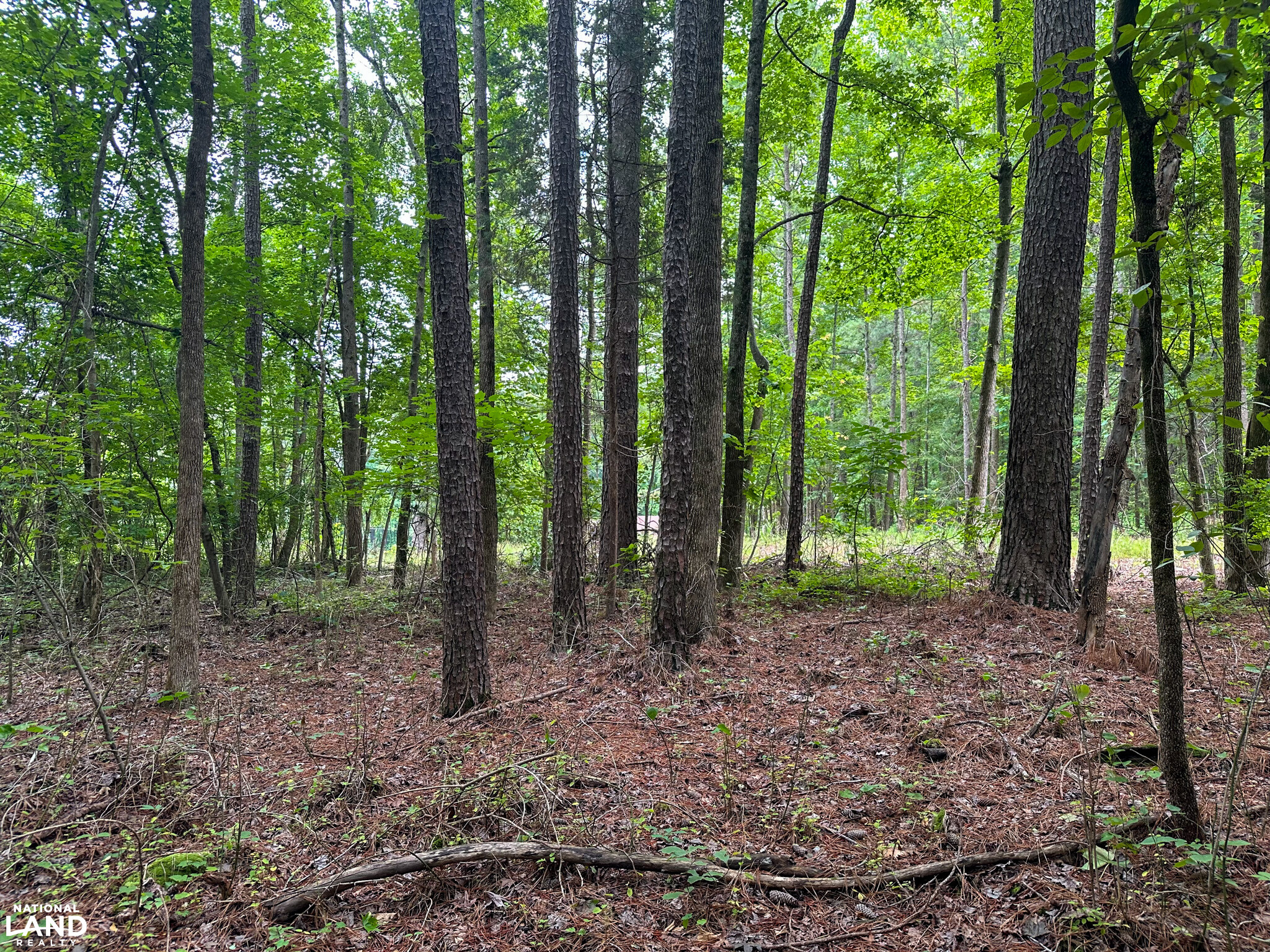 John Emerson Road in Chatham County, NC (11 of 26)