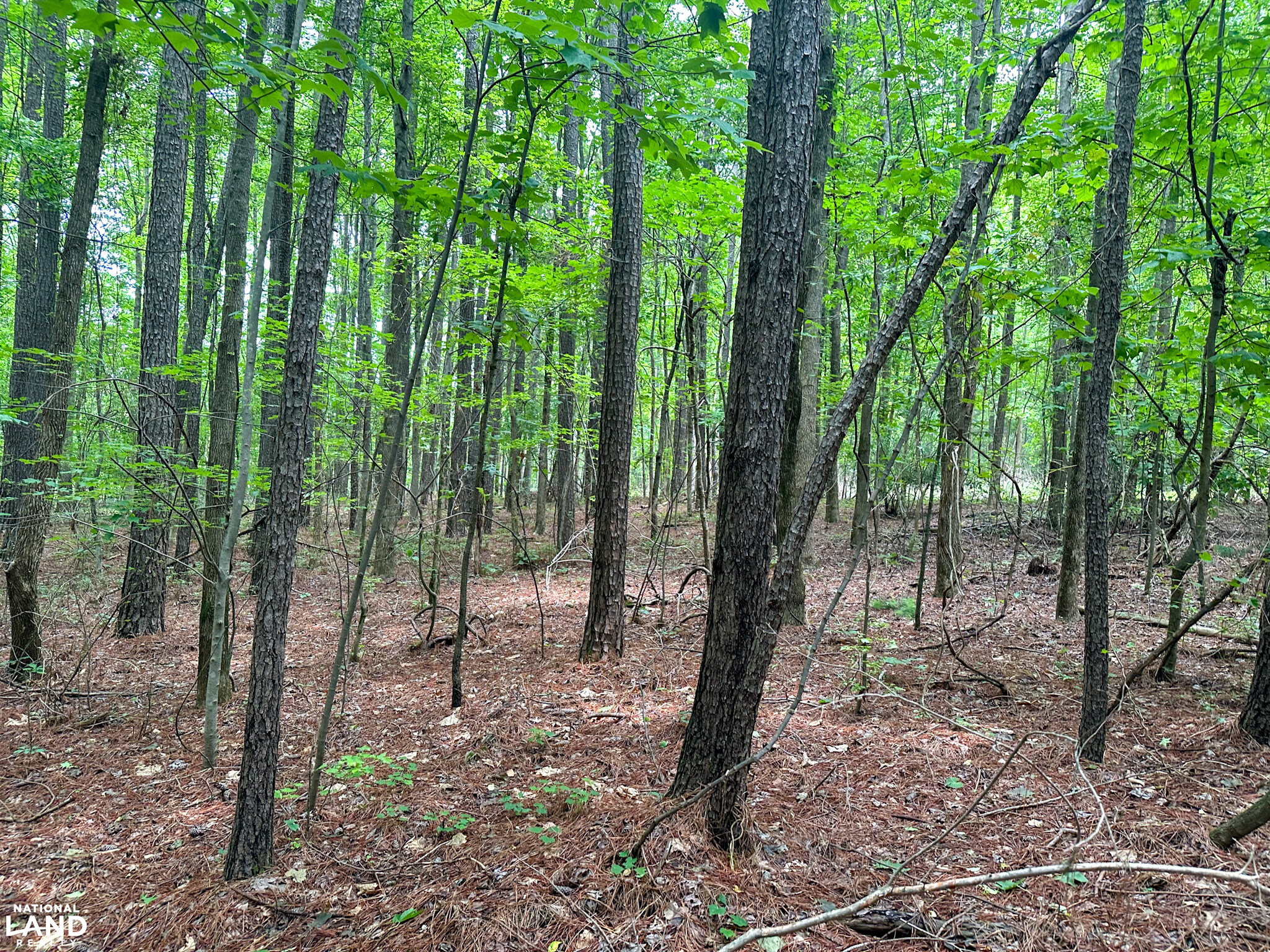 John Emerson Road in Chatham County, NC (12 of 26)