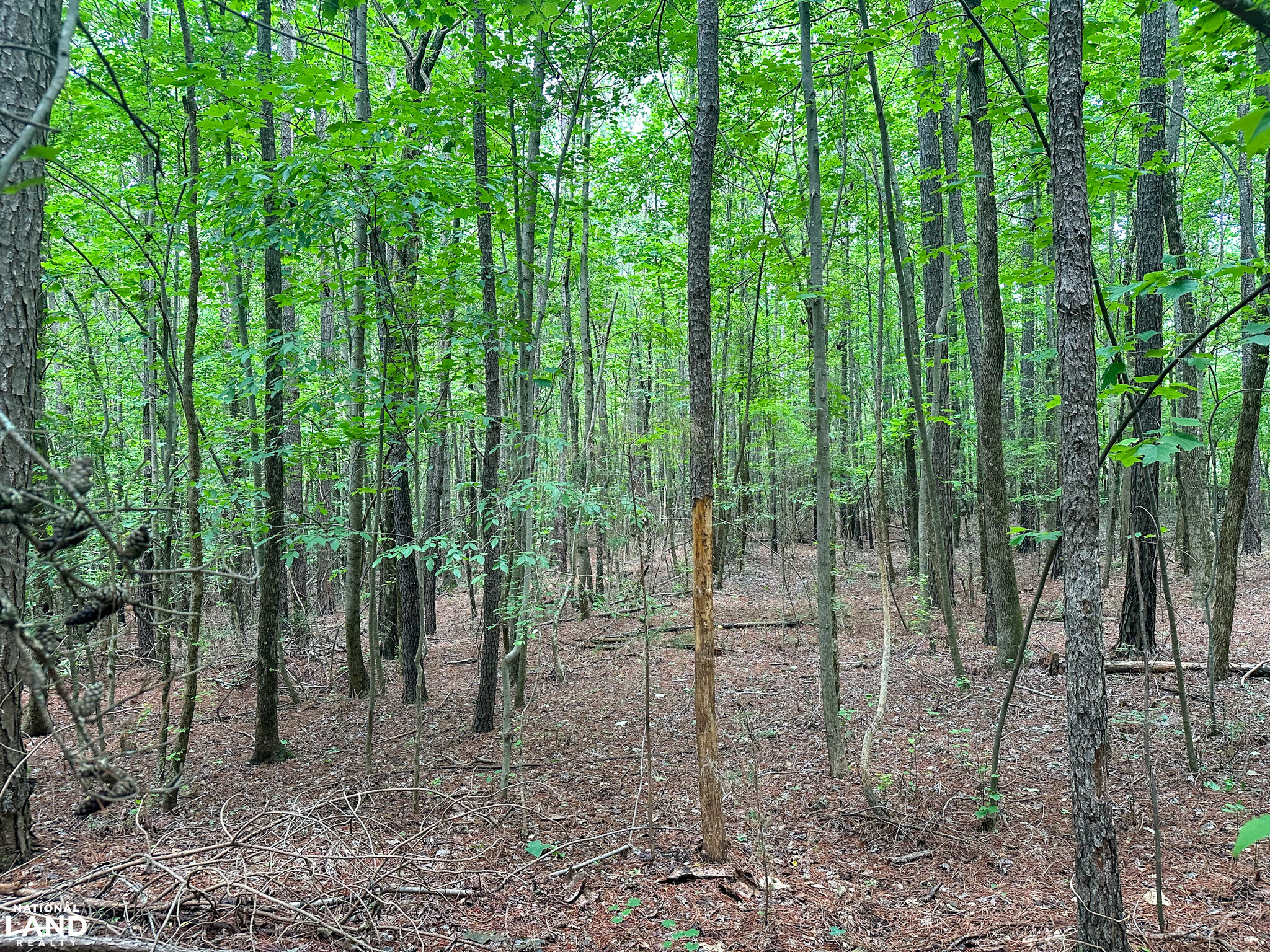 John Emerson Road in Chatham County, NC (13 of 26)