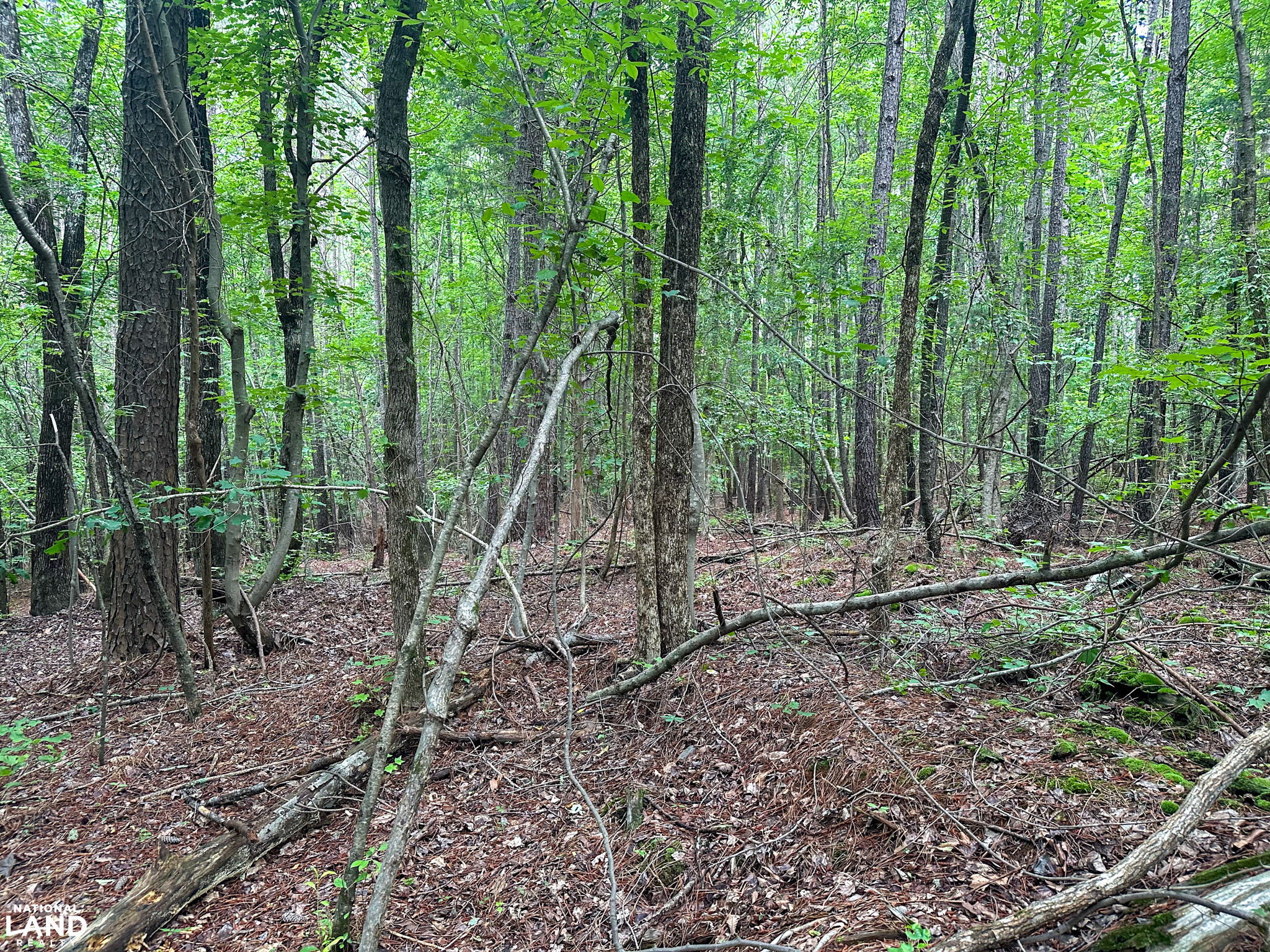 John Emerson Road in Chatham County, NC (15 of 26)