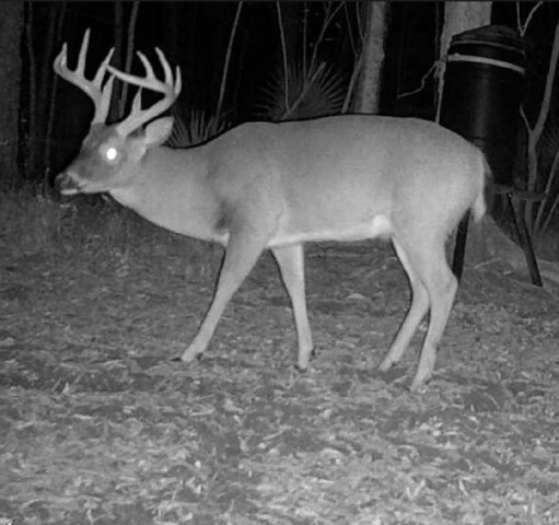 Land for Sale in Rapides Parish, LA (13 of 28)