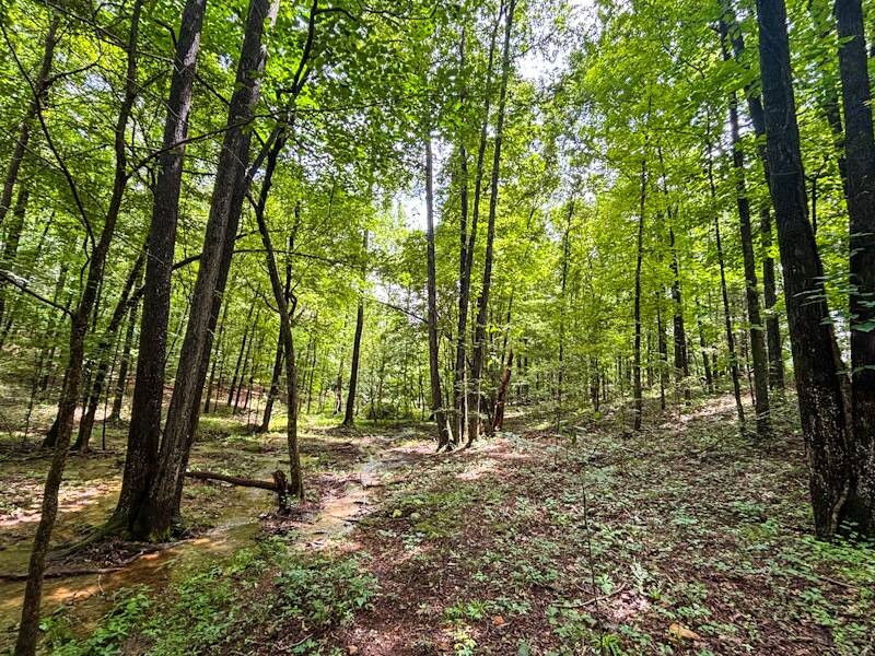 Land for Sale in Lauderdale County, AL (8 of 23)