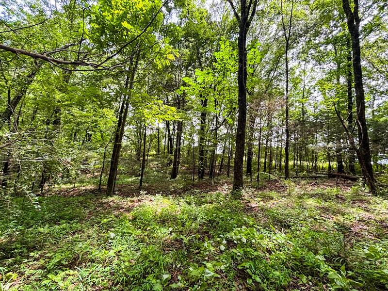 Land for Sale in Lauderdale County, AL (13 of 23)