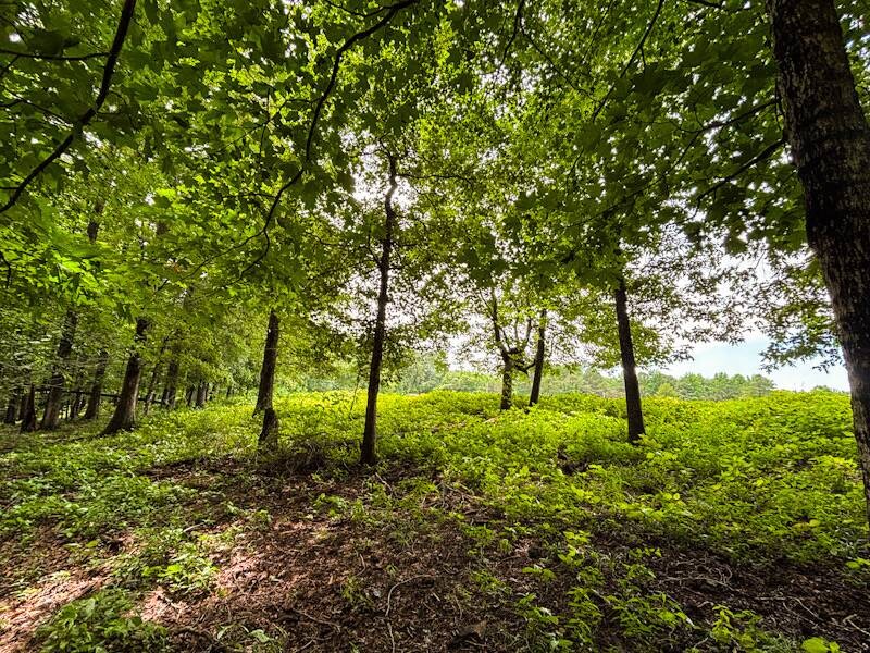 Land for Sale in Lauderdale County, AL (14 of 23)