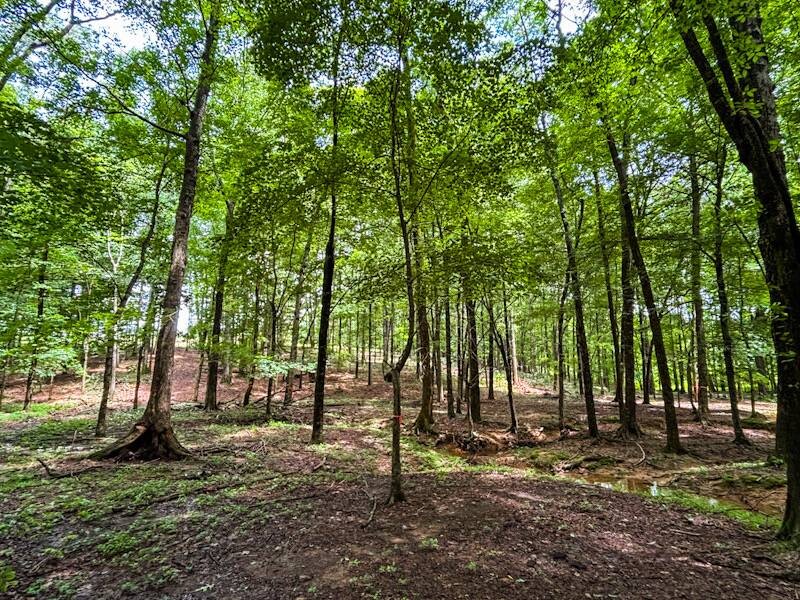 Land for Sale in Lauderdale County, AL (9 of 26)