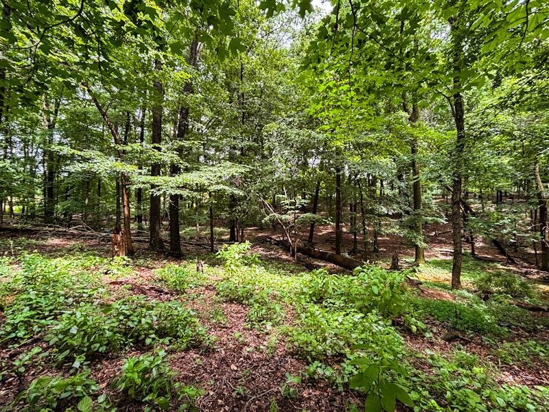 Land for Sale in Lauderdale County, AL (15 of 26)