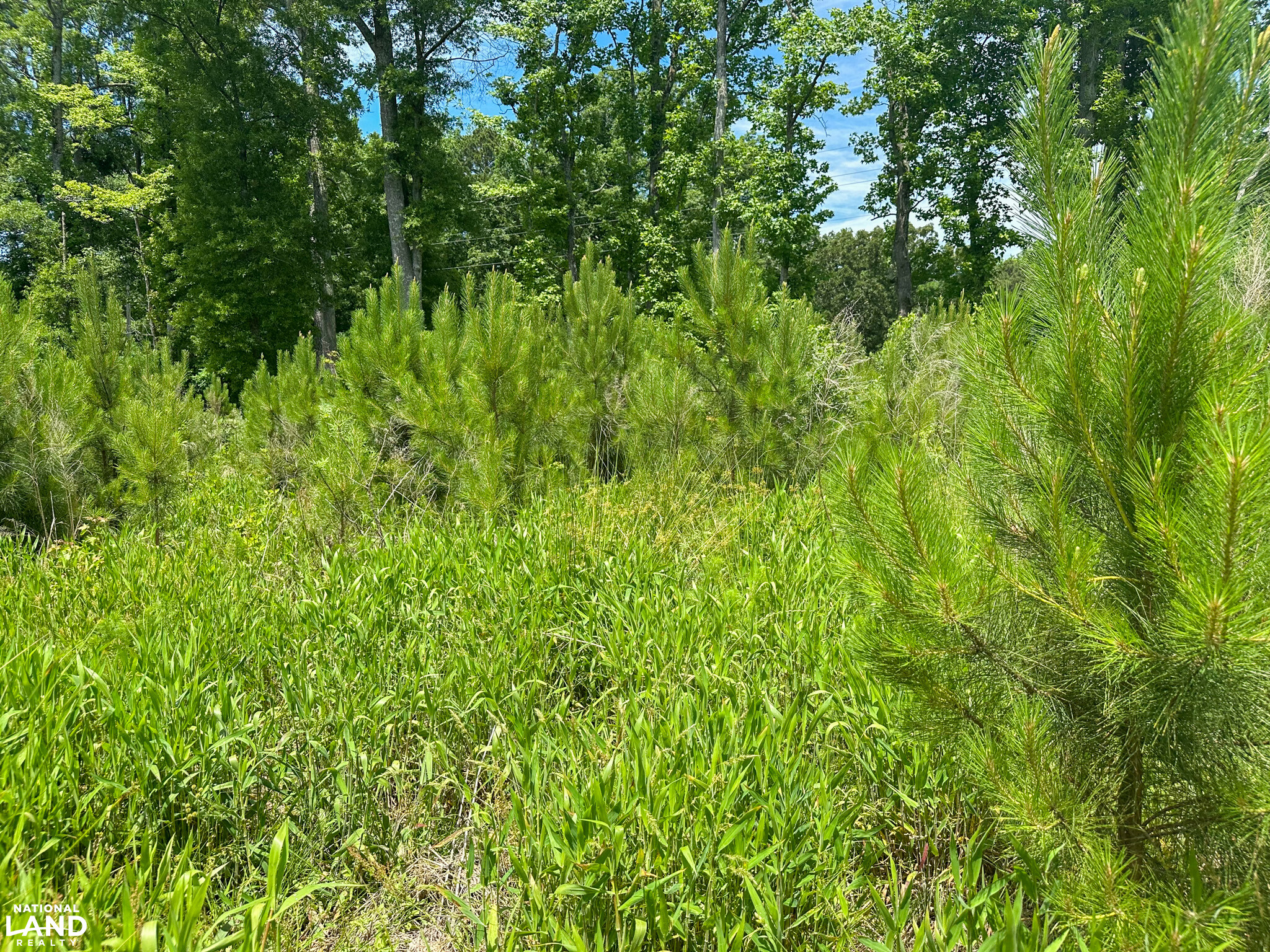 Bonlee Bennett Road in Chatham County, NC (10 of 32)