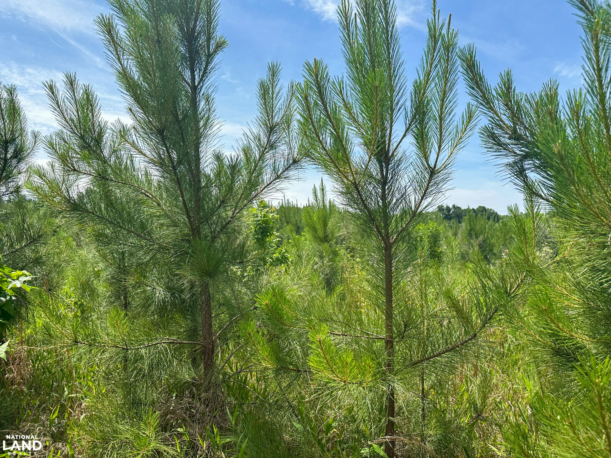 Bonlee Bennett Road in Chatham County, NC (11 of 32)