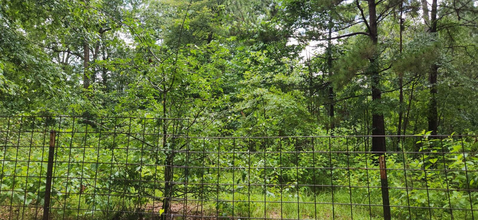Land for Sale in Marion County, TX (13 of 48)