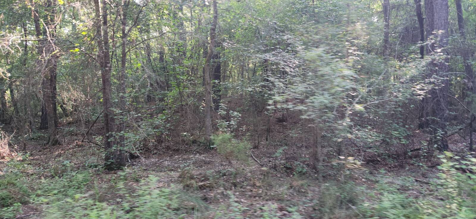 Land for Sale in Marion County, TX (24 of 48)
