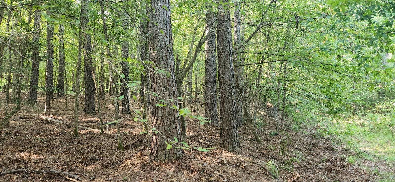 Land for Sale in Marion County, TX (30 of 48)