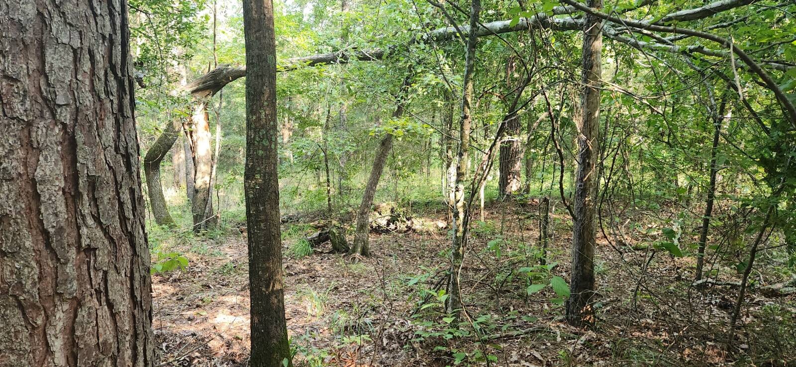 Land for Sale in Marion County, TX (31 of 48)