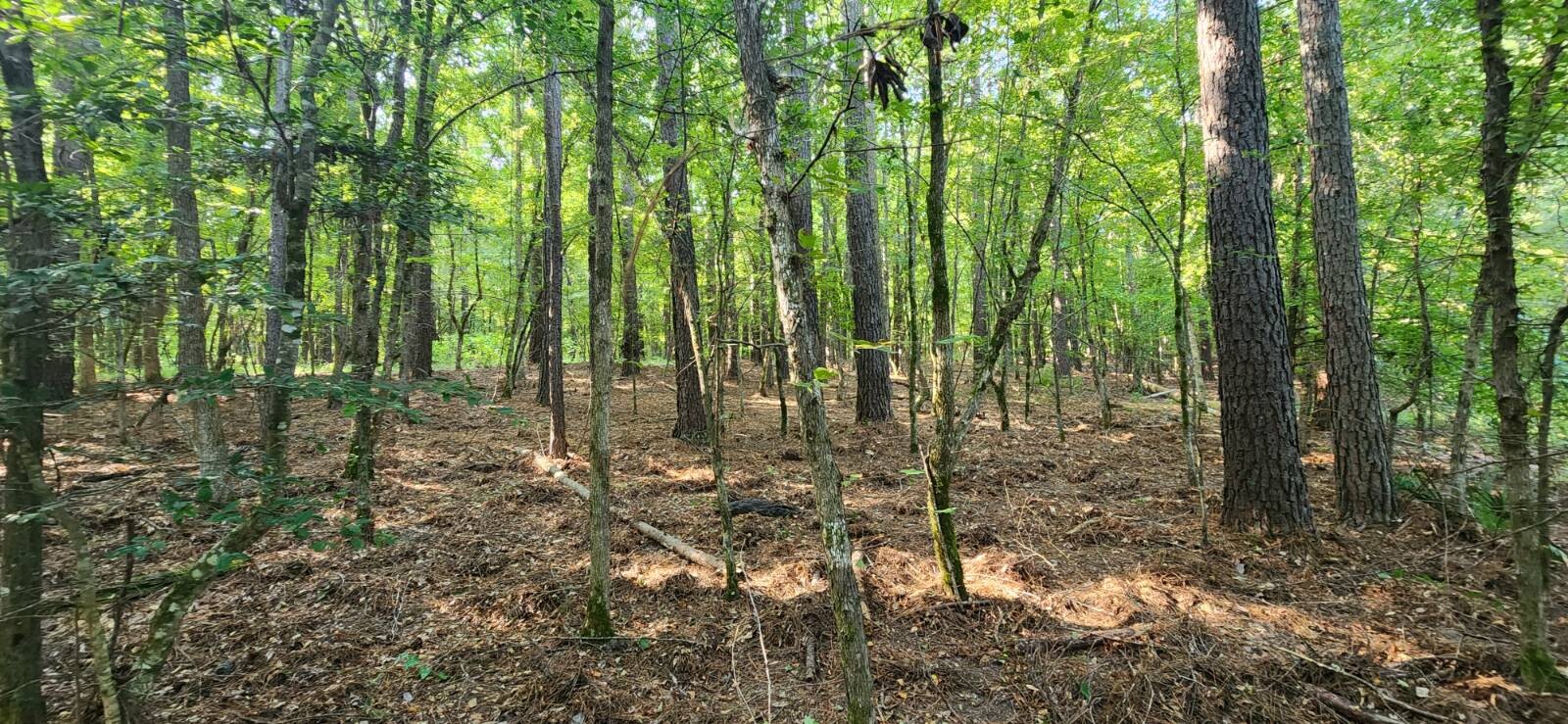 Land for Sale in Marion County, TX (32 of 48)