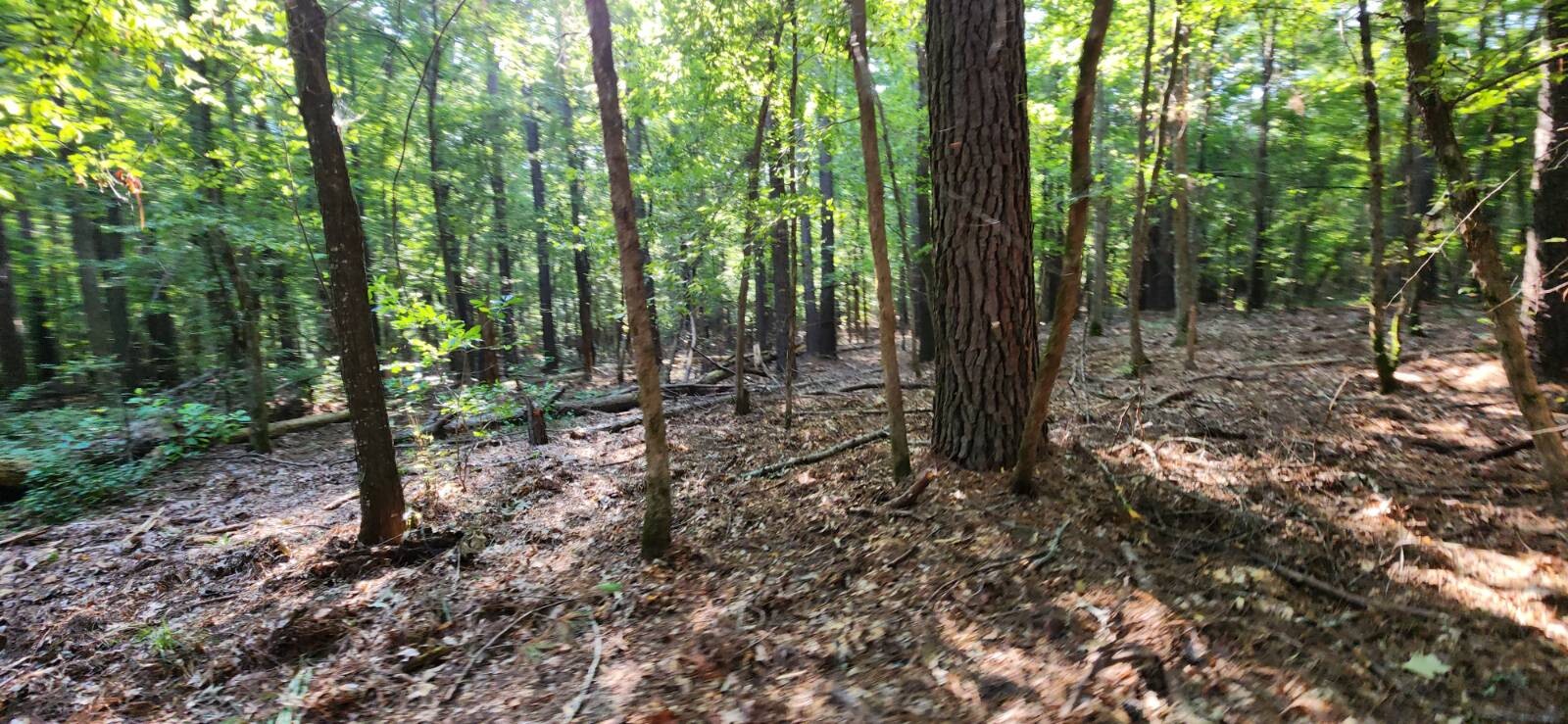 Land for Sale in Marion County, TX (33 of 48)