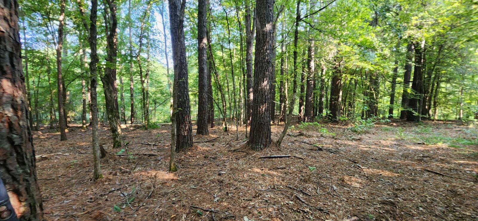 Land for Sale in Marion County, TX (35 of 48)