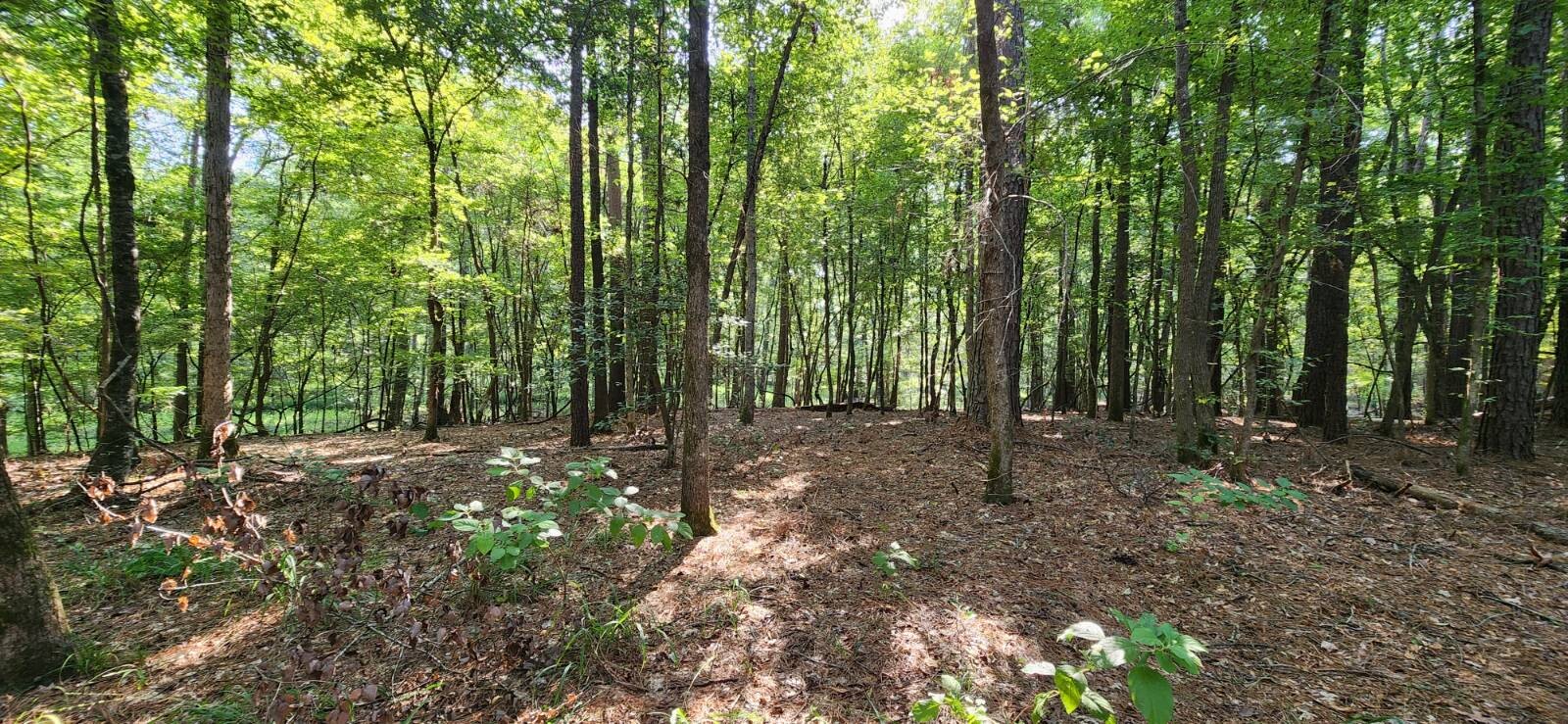 Land for Sale in Marion County, TX (36 of 48)