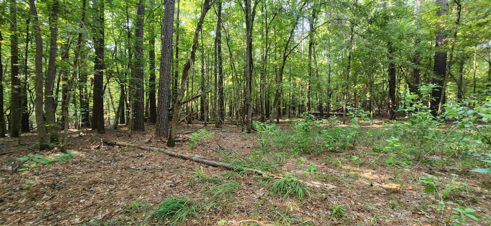 Land for Sale in Marion County, TX (37 of 48)
