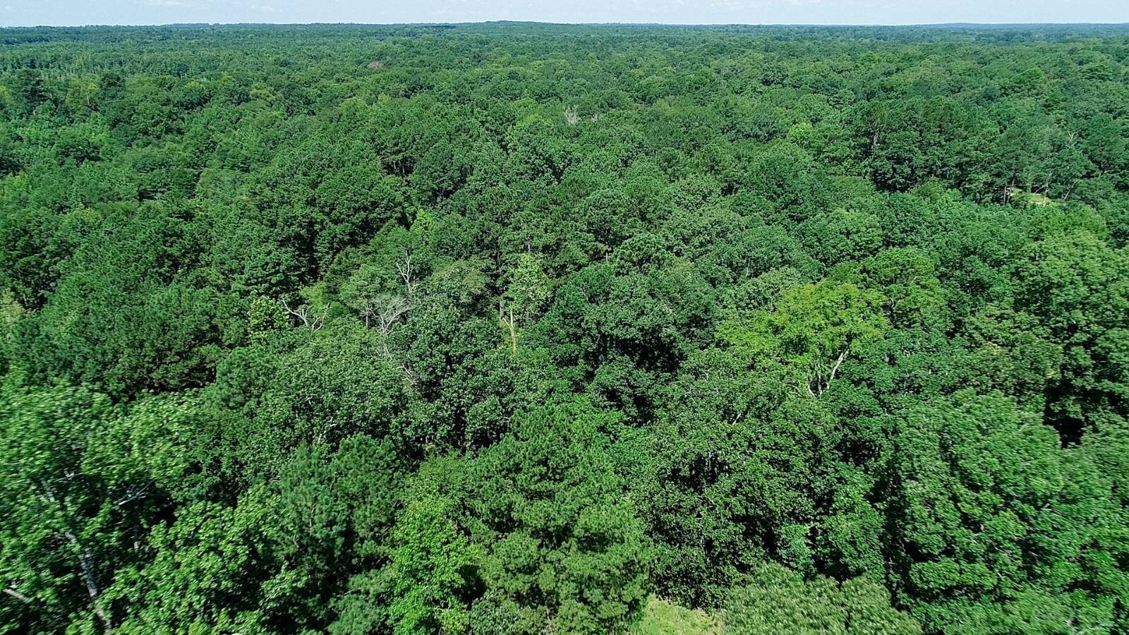 Land for Sale in Marion County, TX (46 of 48)
