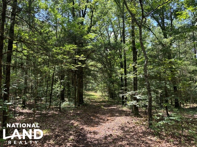 Prime Homesite & Hunting Land in Oktibbeha County, MS (11 of 21)